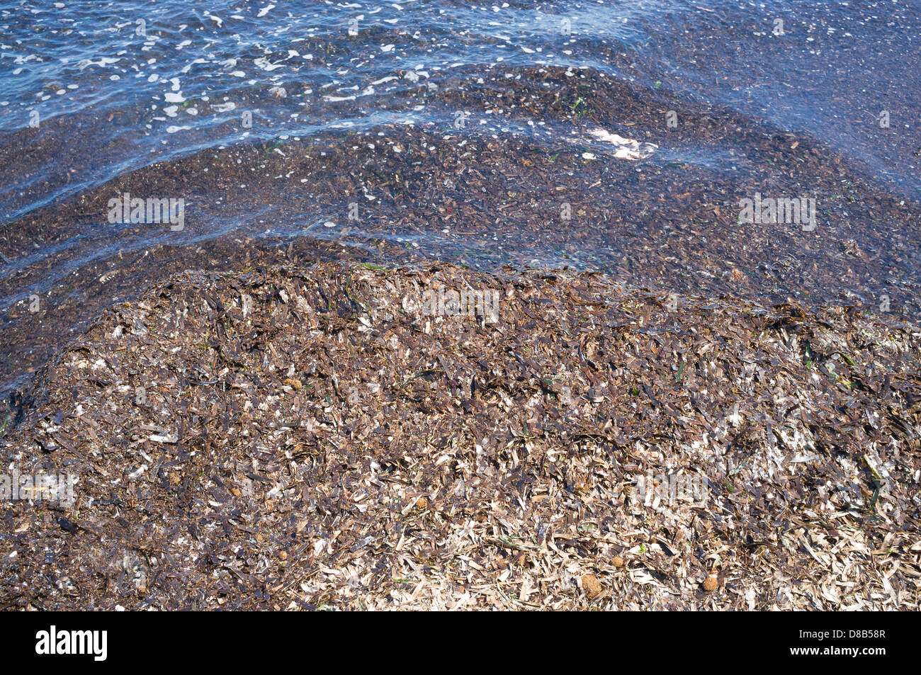 Braunalgen wusch an Land geben Wasser einen bösen Blick Stockfoto