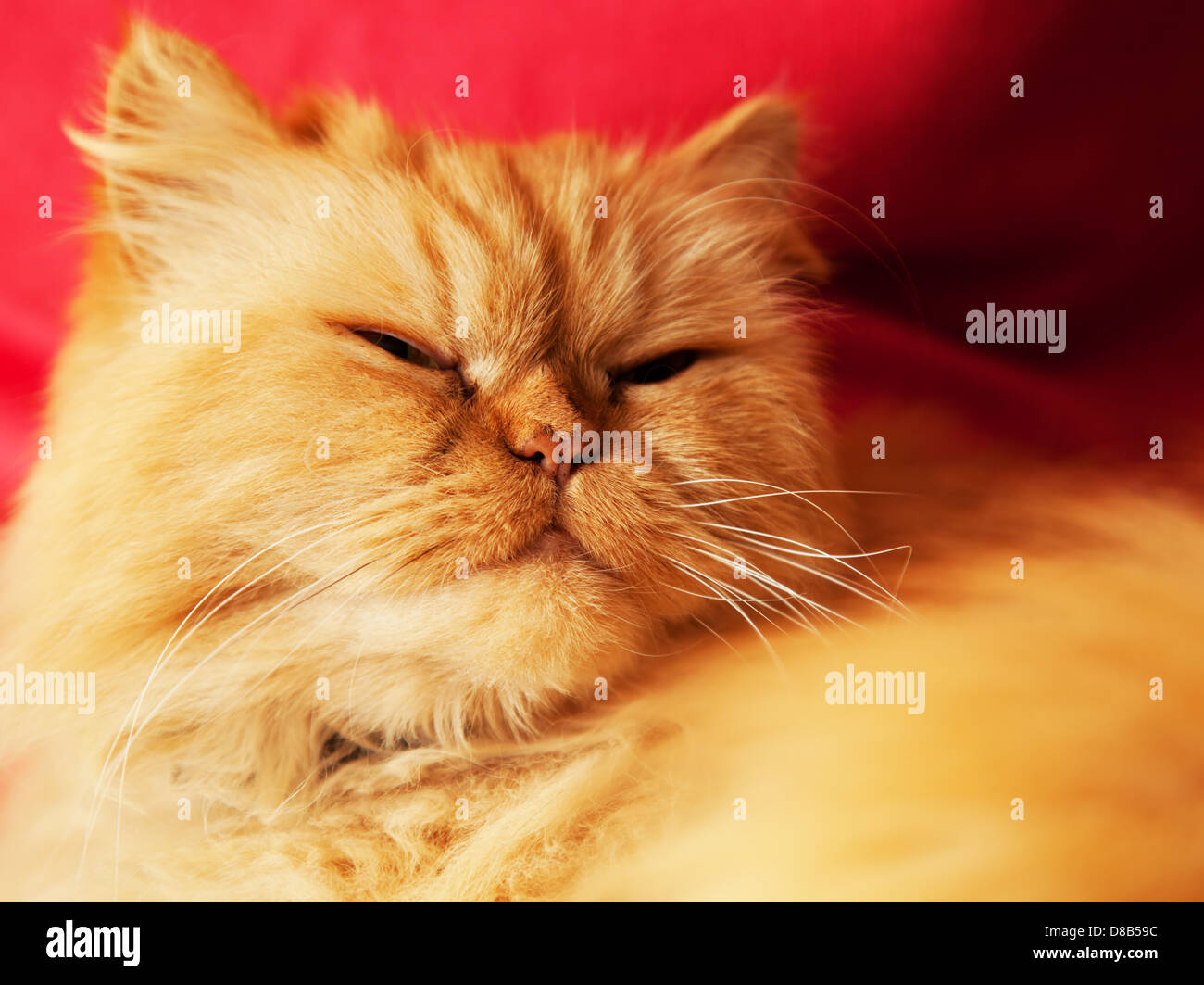Süße Katzengesicht Nahaufnahme Hochformat. Direkt in die Kamera schaut Stockfoto