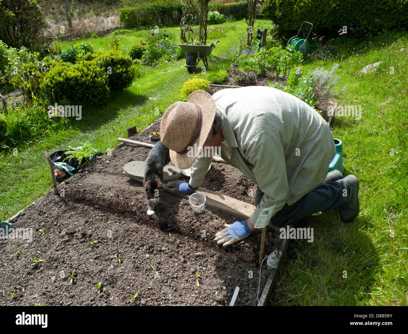 Ein alter Mann im Garten Aussaat Samen Arbeit in seinem Gemüse Grundstück Gemüsegarten im Mai im Frühjahr Sonnenschein in Carmarthenshire Wales UK KATHY DEWITT Stockfoto
