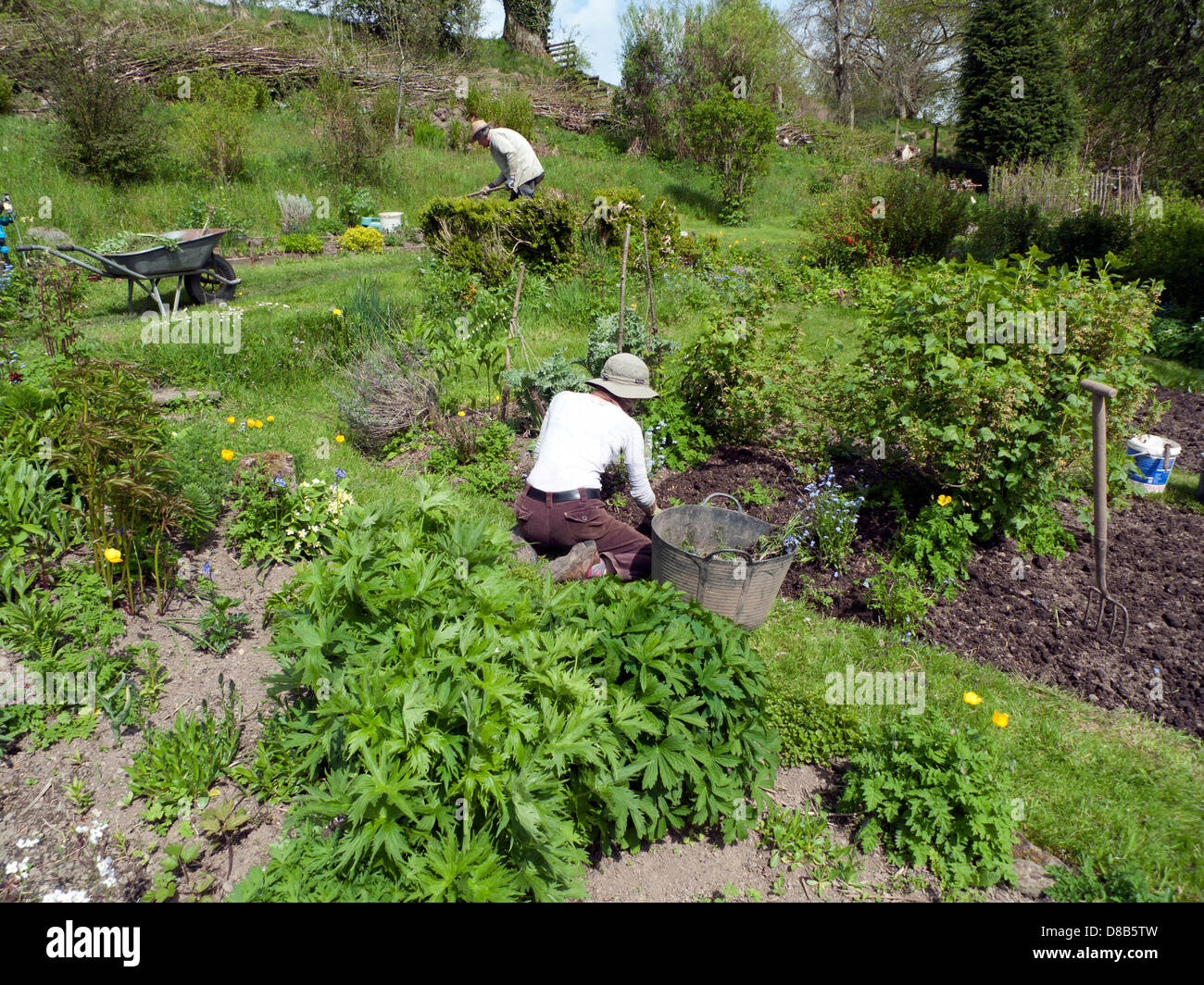 Gärtner im Garten Jäten im Gemüsegarten mit Gabel Schubkarre Fruchtsträucher im Mai Frühlingssonne in Carmarthenshire Wales Großbritannien KATHY DEWITT Stockfoto