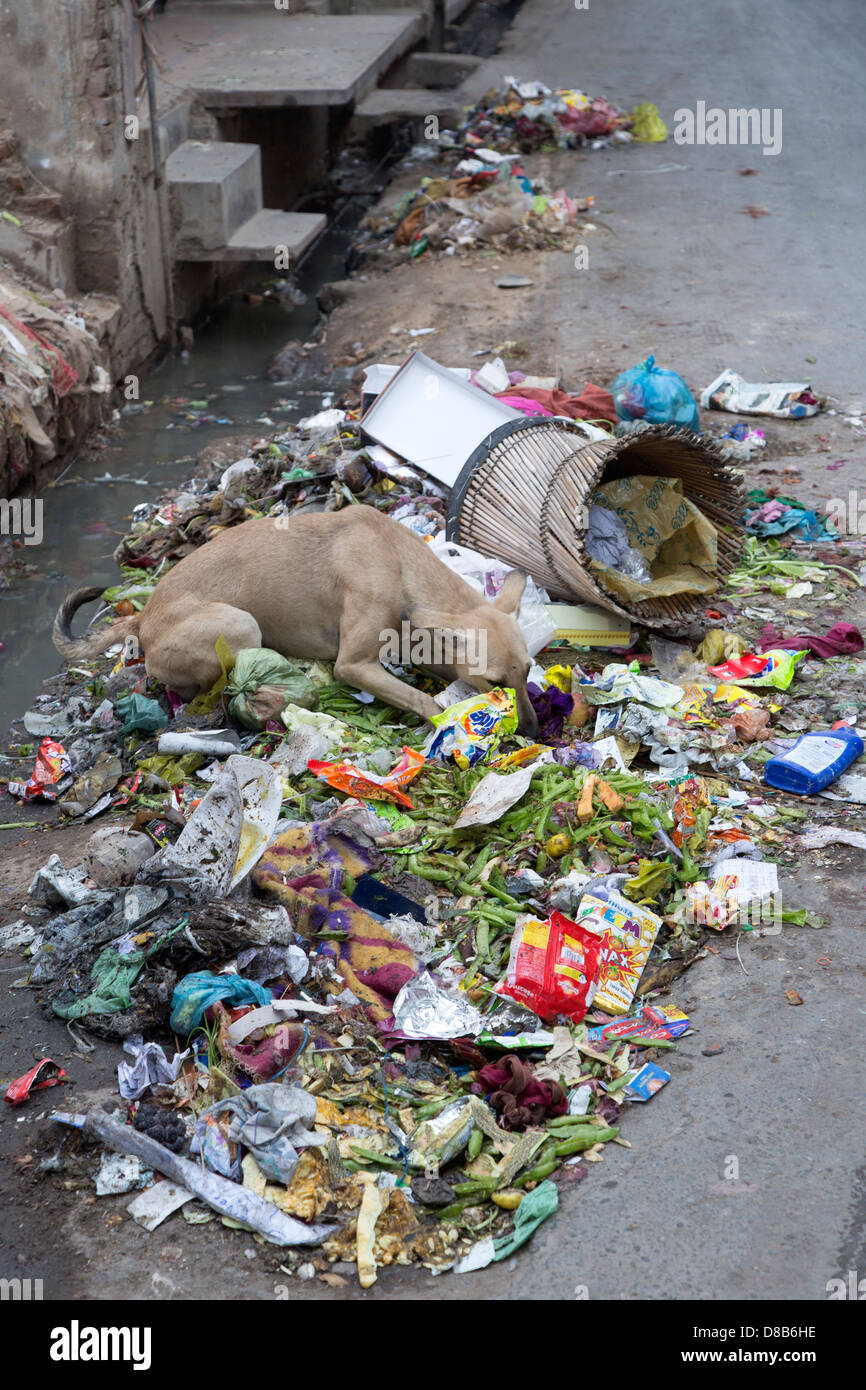 Amritsar, Indien, Punjap streunenden Hund auf Nahrungssuche in Straße Müll Stockfoto