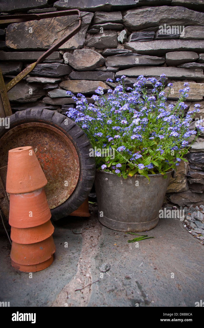 Kornblume topf -Fotos und -Bildmaterial in hoher Auflsung  Alamy