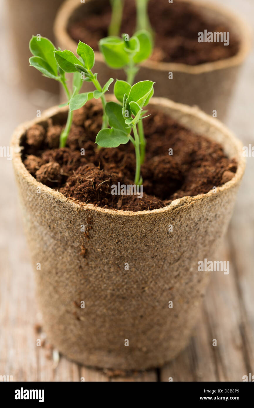 Pflanzen wachsen in biologisch abbaubare Pflanzentöpfe Stockfoto