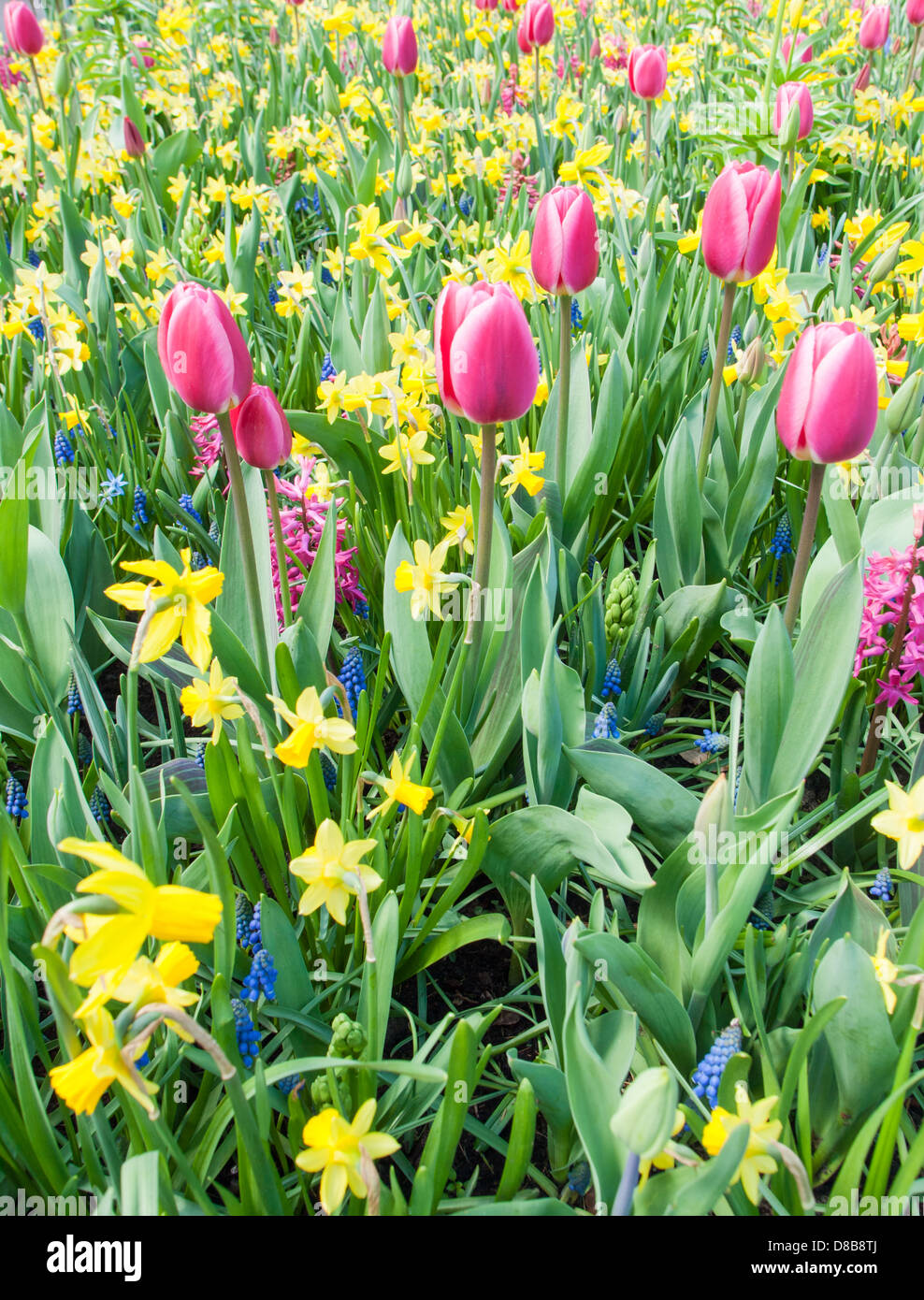 gemischte Zwiebelblumen im niederländischen Frühjahr zeigen Gärten de Keukenhof in Lisse Stockfoto