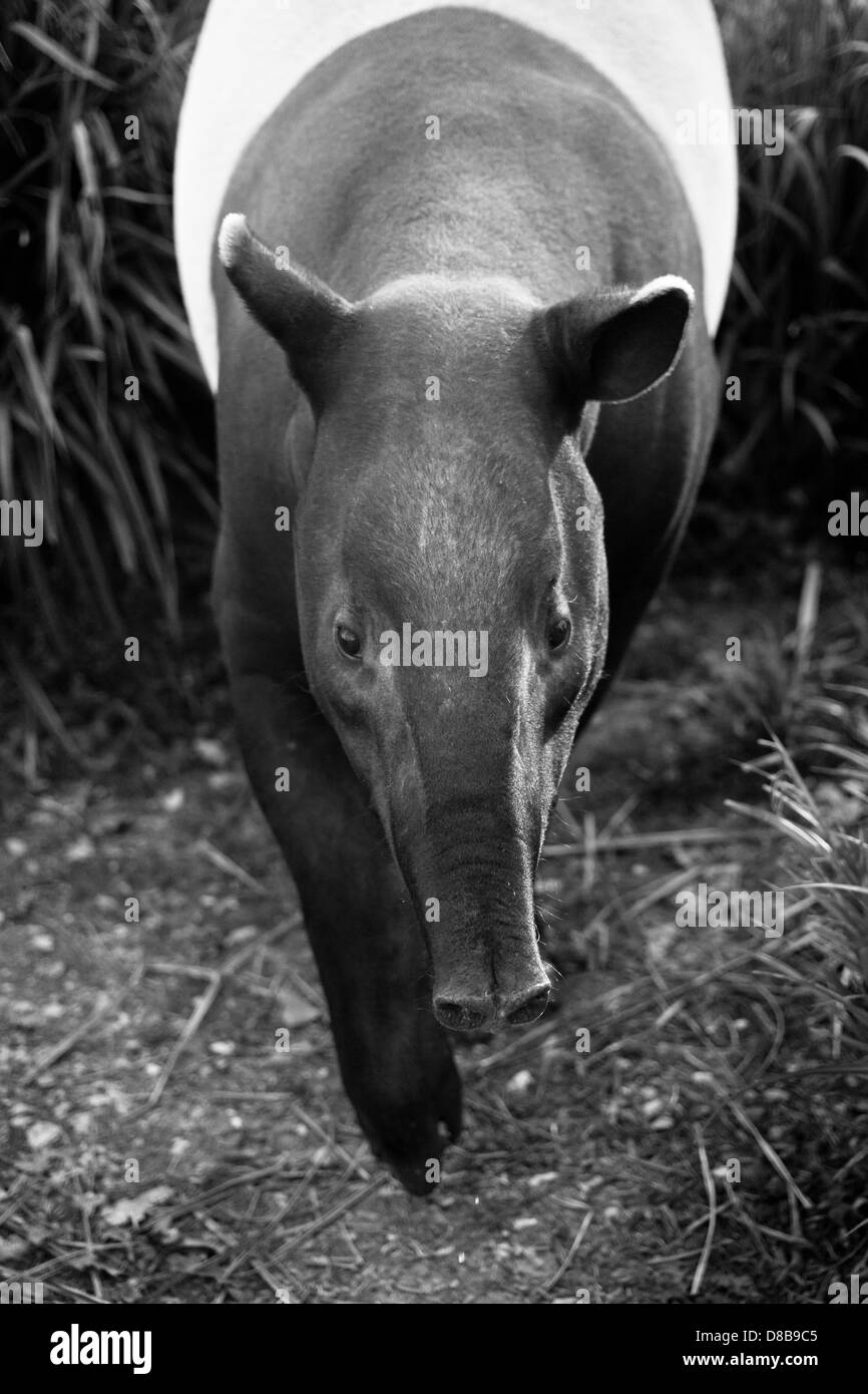 Ein asiatischer Tapir in Gefangenschaft Stockfoto