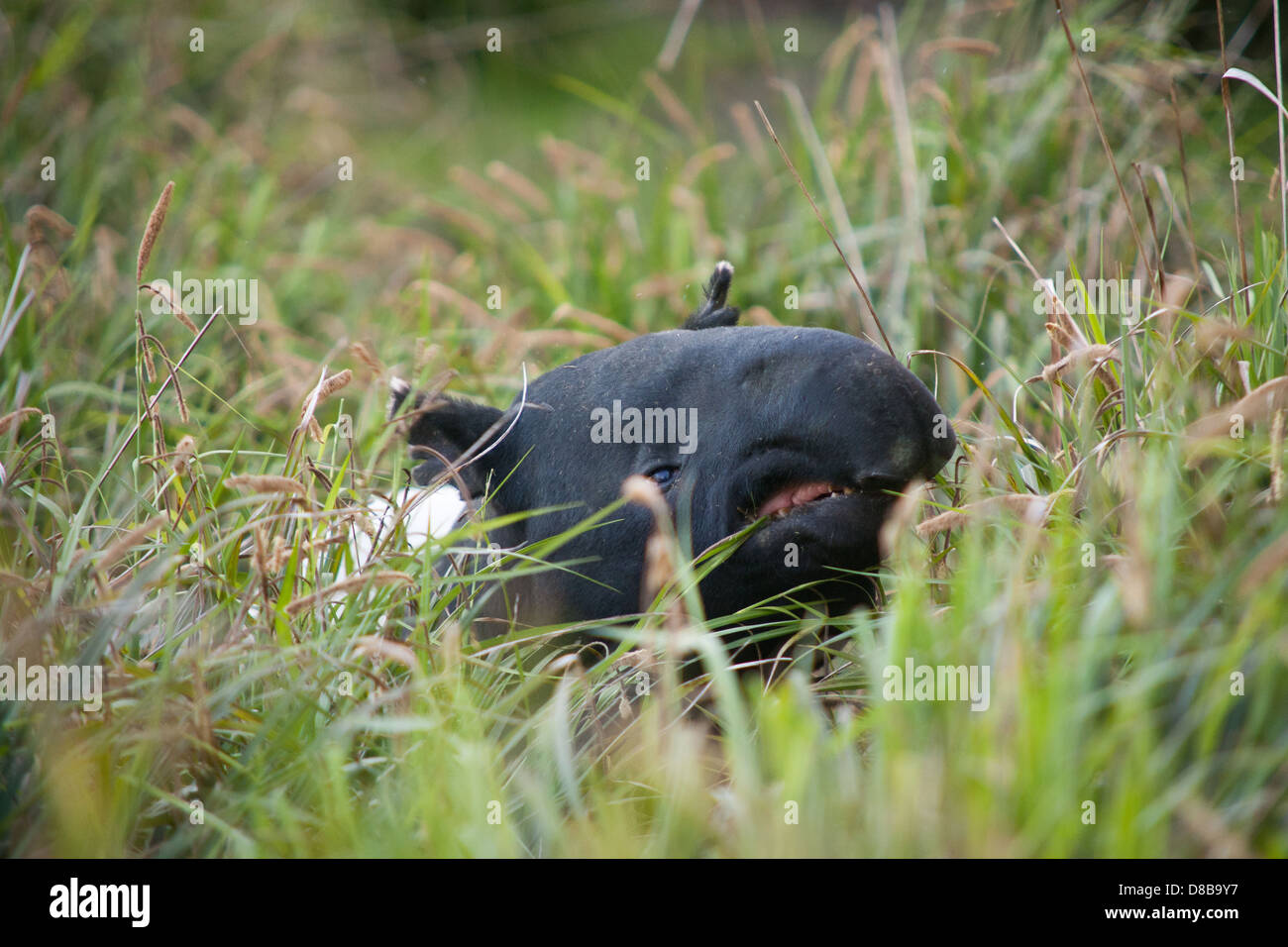 Ein asiatischer Tapir in Gefangenschaft Stockfoto