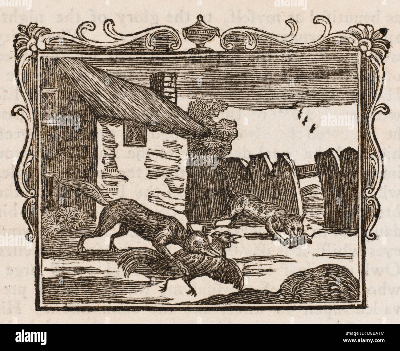 Fuchs Katze Stockfotos Fuchs Katze Bilder Alamy