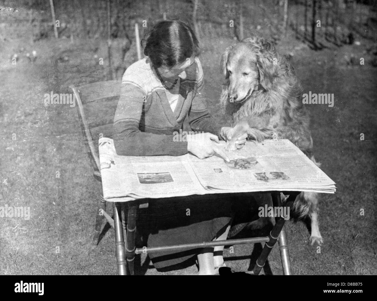 ST-BERNARD Stockfoto