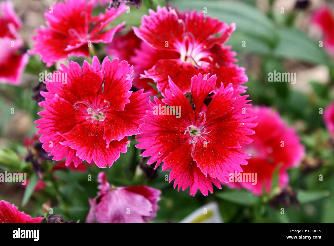 Eine Nahaufnahme kirschroter dianthus-Blüten mit ihren leuchtend roten Blüten und detaillierten Blütenblatträndern. Die Blumen sind in Gruppen angeordnet und verleihen einem Garten oder einer Blumenausstellung Farbe. Stockfoto