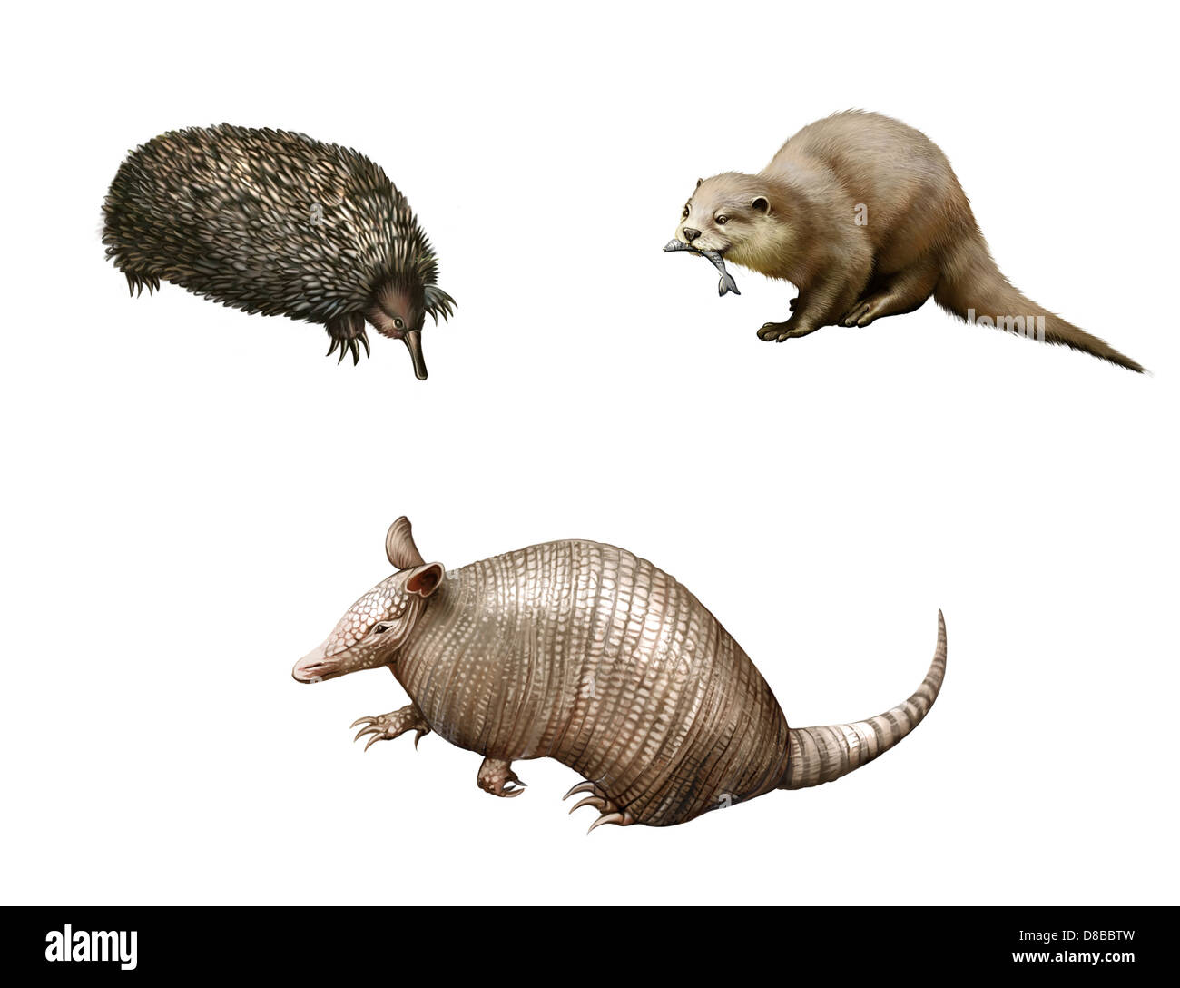 Australische Tiere: Armadillo, Echidna und Otter. Isolierte Illustration weißen Hintergrund Stockfoto