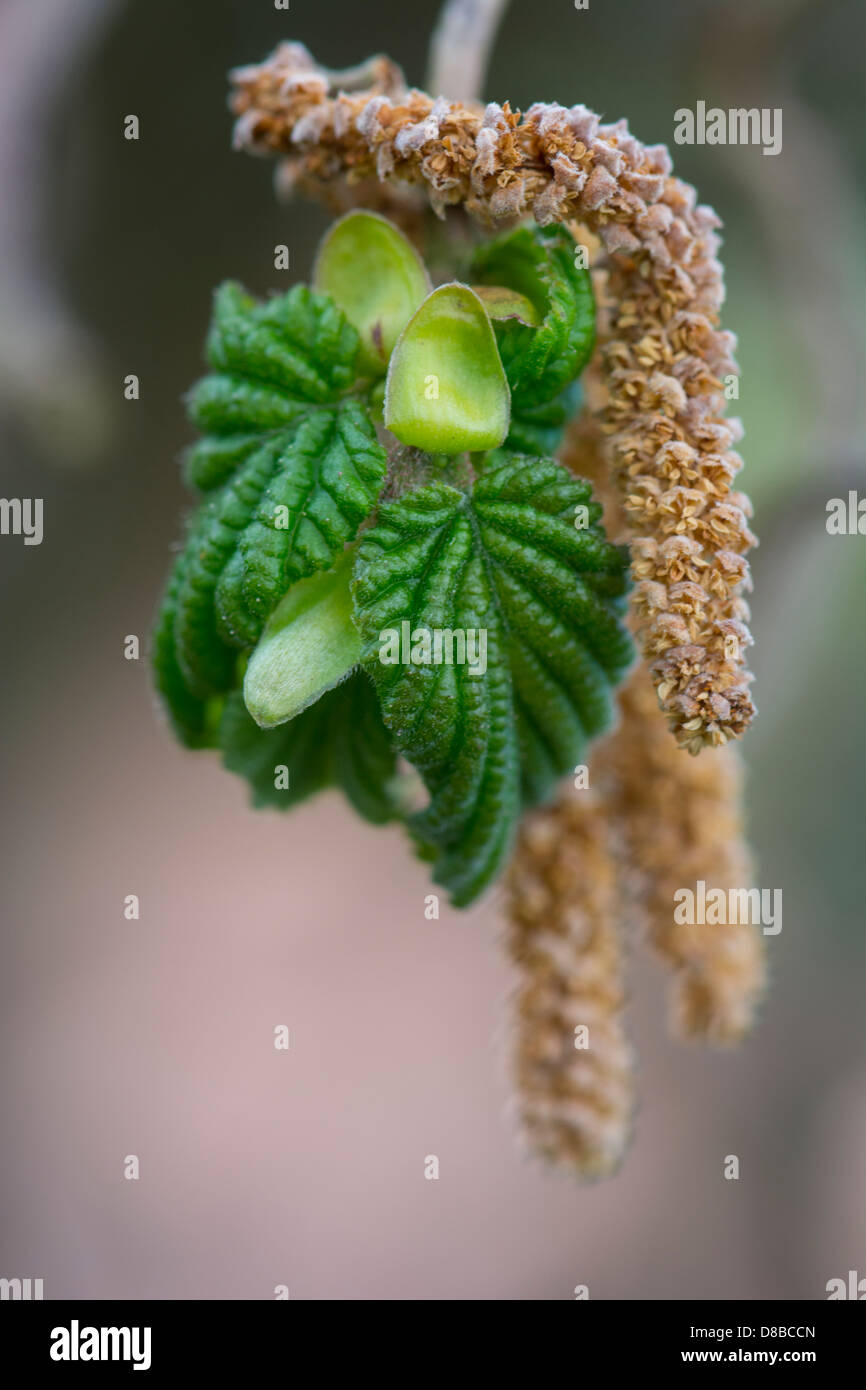 Embryo Blätter am Korkenzieher-Hasel, Corylus Avellana Contorta Stockfoto