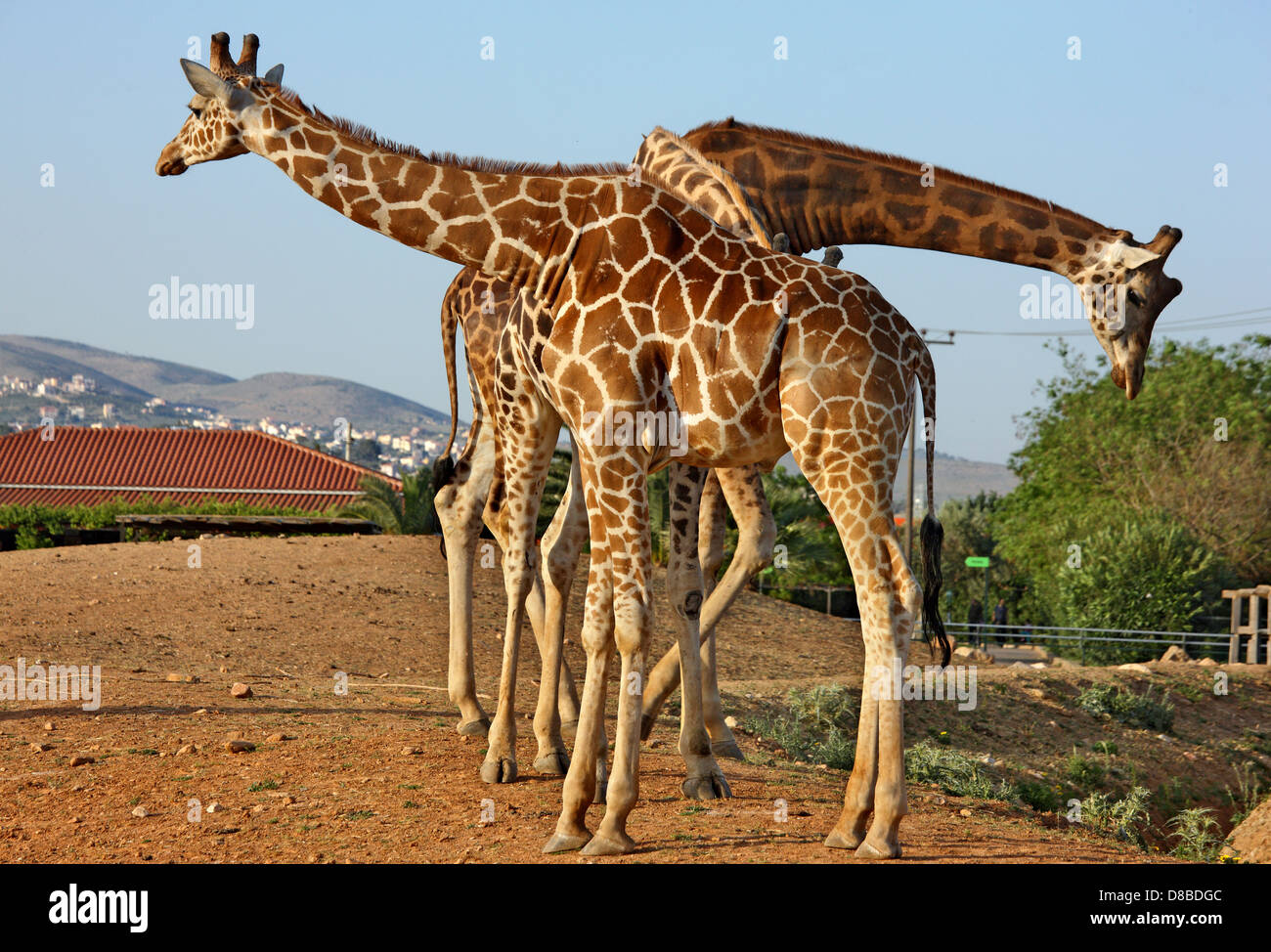 Giraffen in Attica Zoological Park, bei Spata, in der Nähe von Athen, Attika, Griechenland Stockfoto