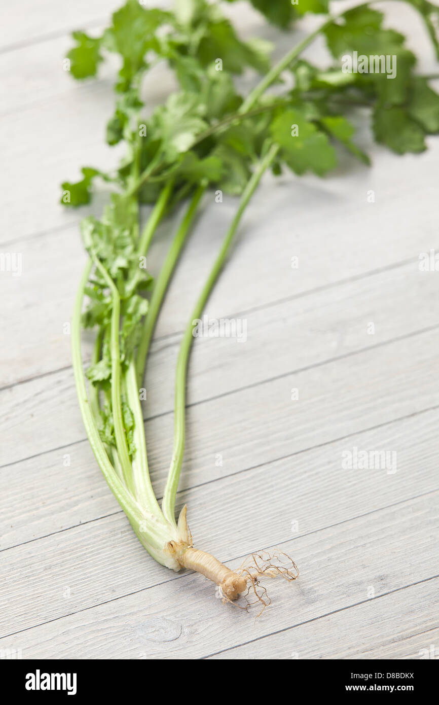 Ein Zweig frischen Koriander Blätter mit Wurzeln, die auf einer rustikalen Holzoberfläche angebracht. Stockfoto