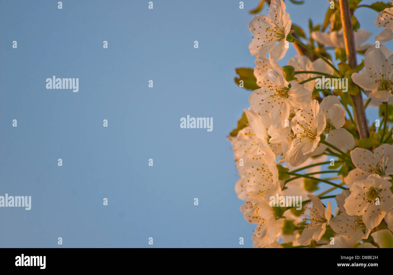 Kirschblüten in starken Seitenlicht und Goldreflektor auf blauem Hintergrund Stockfoto