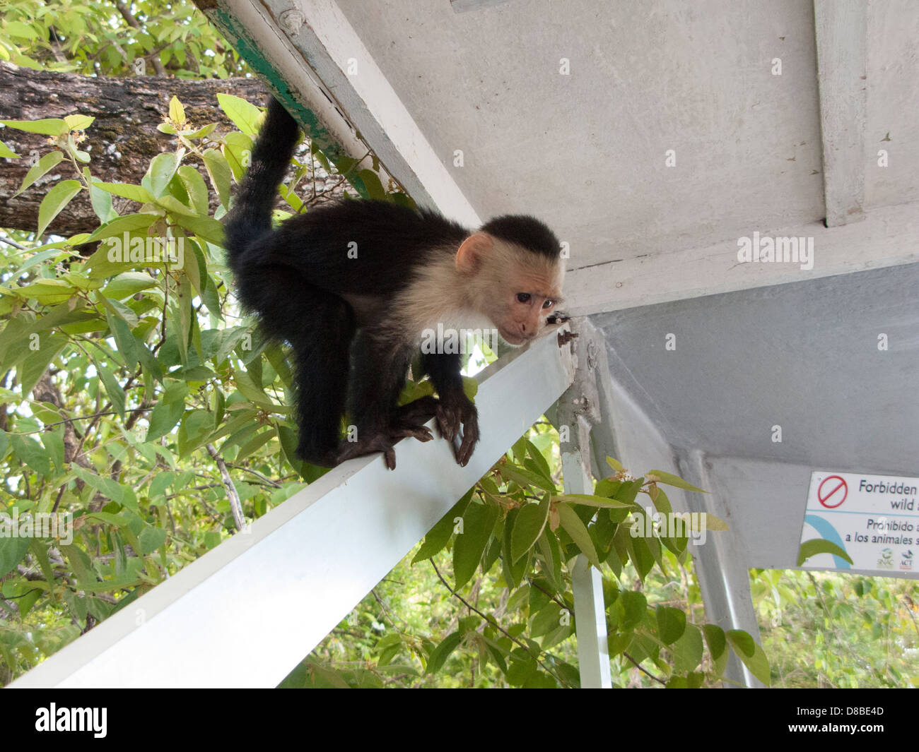 eine gescheckte Kapuziner Affe klettert an Bord eines Tourismus am Fluss Tempisque Nationalpark Palo Verde, Costa Rica Stockfoto
