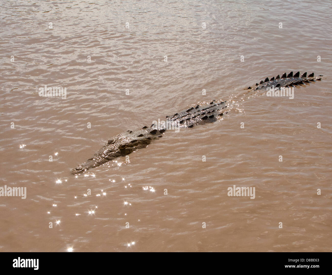weibliche Krokodil, Schwimmen im Fluss Tempisque Nationalpark Palo Verde, Costa Rica Stockfoto
