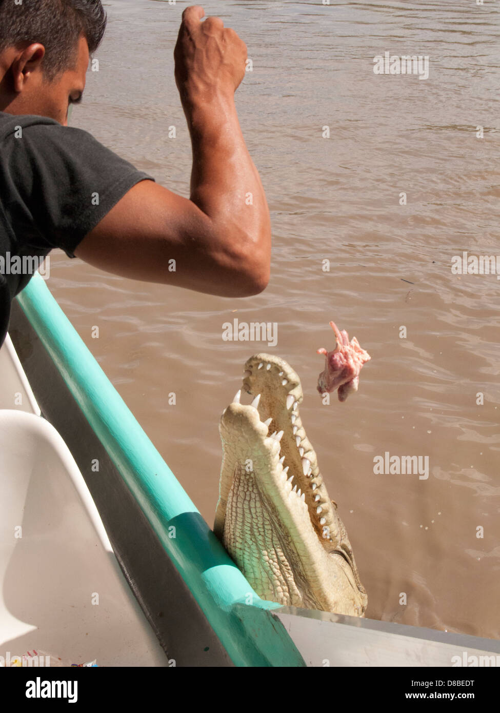 Fütterung ein Krokodil entlang des Flusses Tempisque im Palo Verde Nationalpark, Guanacaste, Costa Rica Stockfoto
