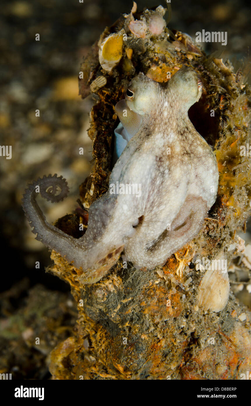 Eine kleine Krake am Riff Stockfoto