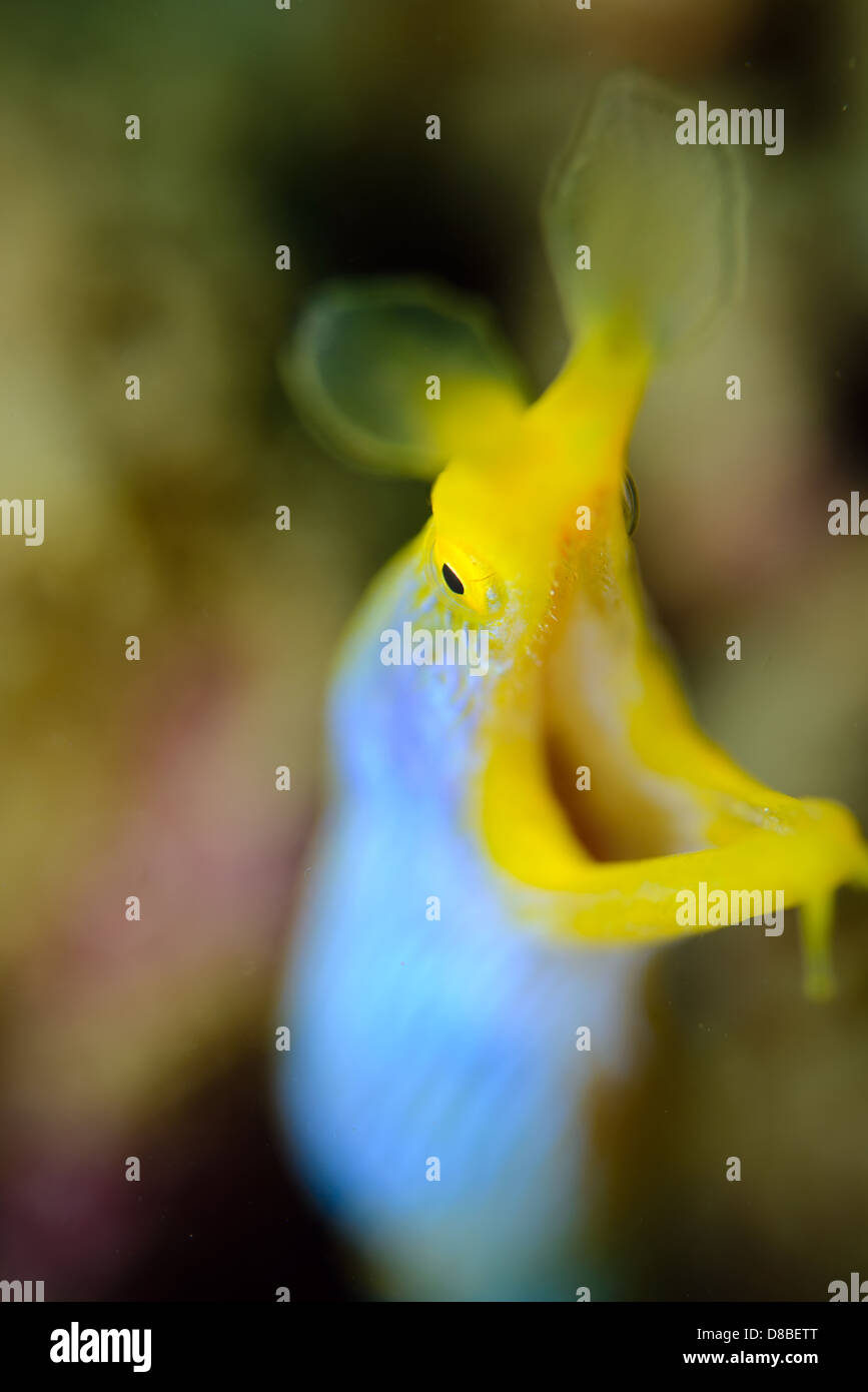 Ein männlicher Blue Ribbon Aal (Rhinomuraena Quaesita) Porträt mit einer schönen Bokeh Farbe im Hintergrund Stockfoto