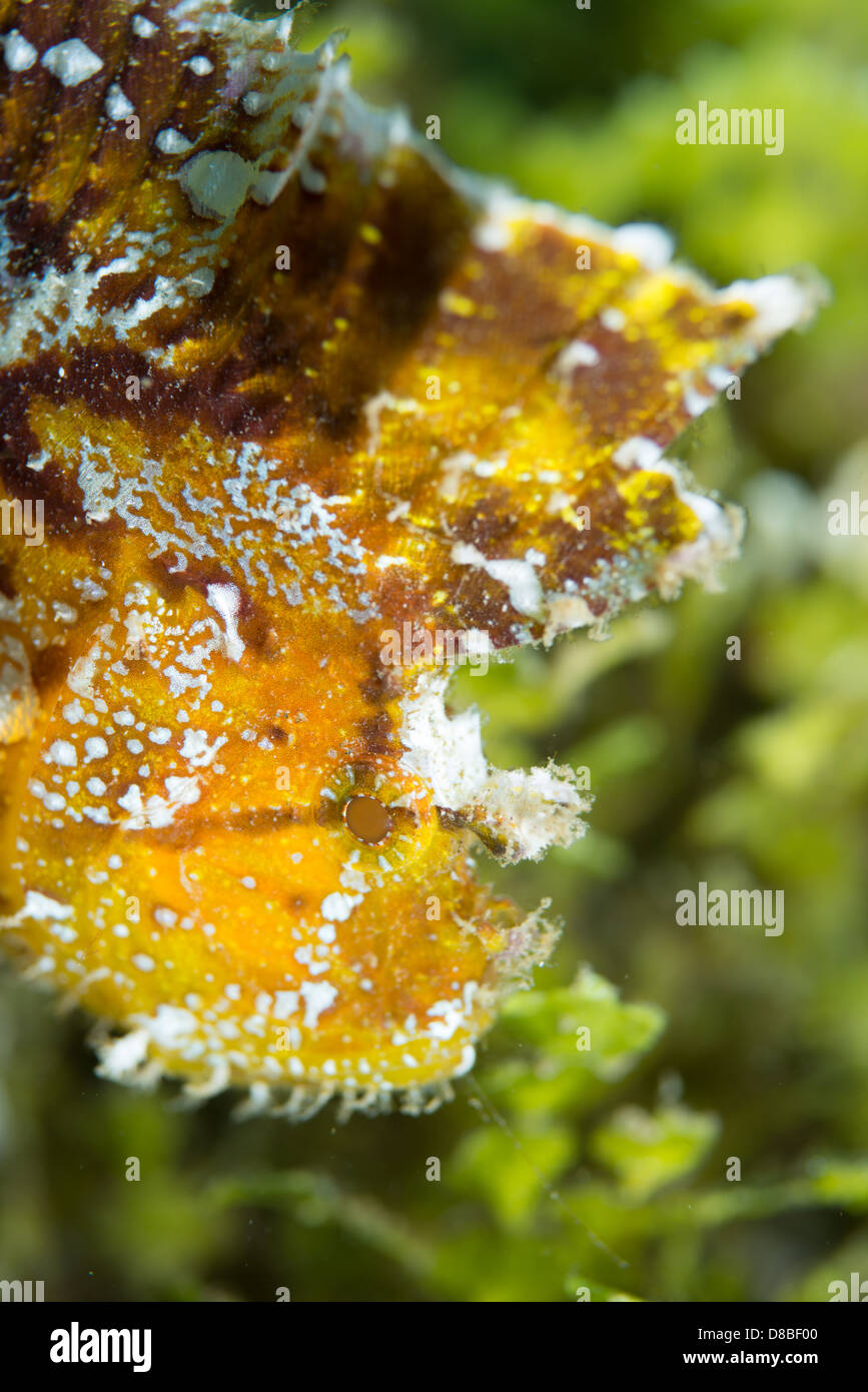 Ein gelbes Blatt Drachenköpfe bleiben in Position und bewegt sich nur von einer Seite mit der Welle. Stockfoto