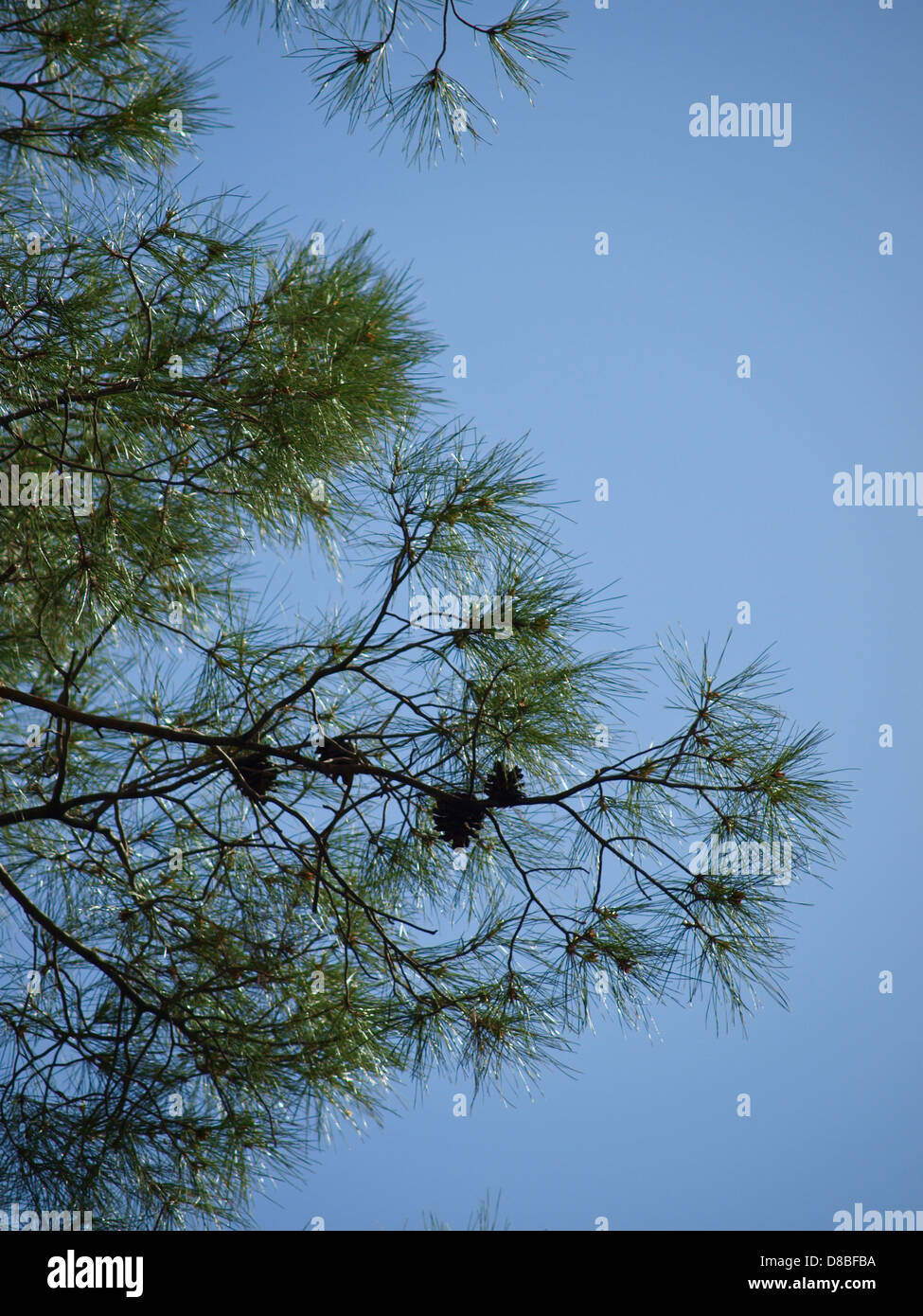 Junge Zweige der Pin Baum im Frühjahr vor blauem Himmelshintergrund. Stockfoto