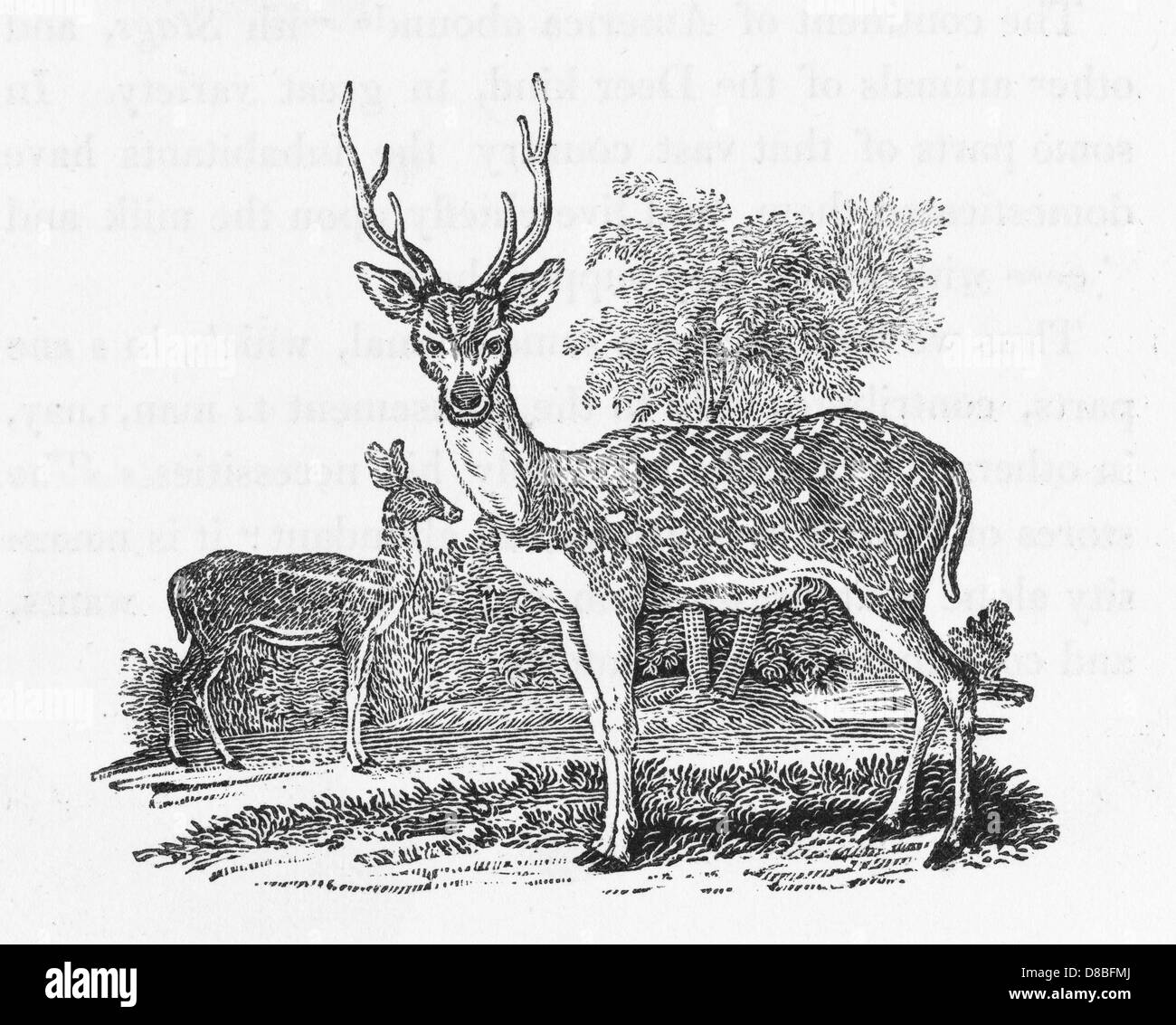 AXIS ODER GANGES HIRSCH Stockfoto