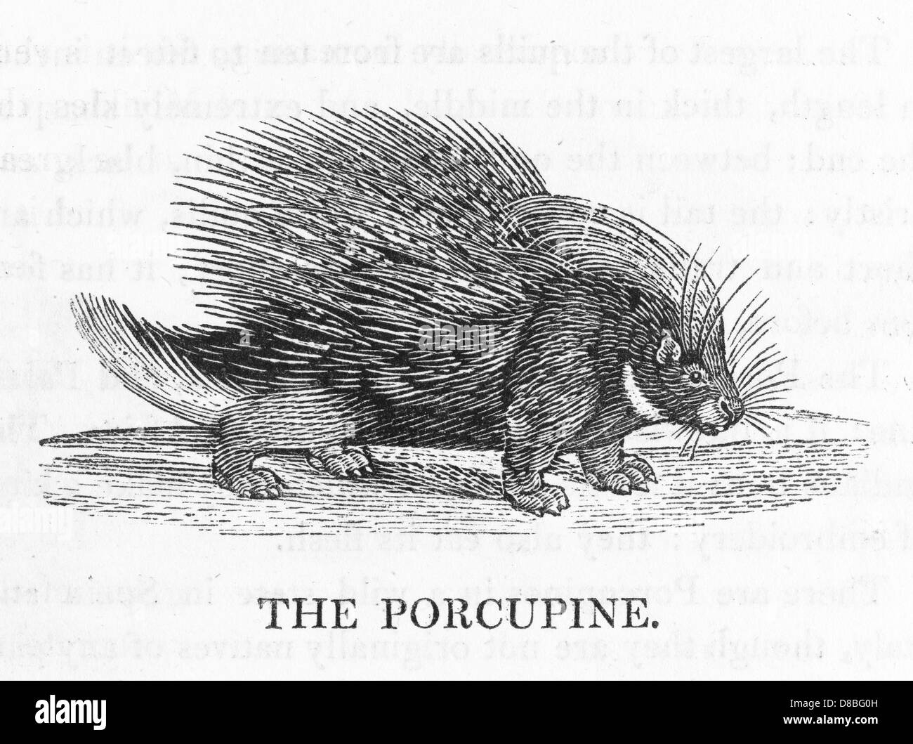 STACHELSCHWEIN (BEWICK) Stockfoto