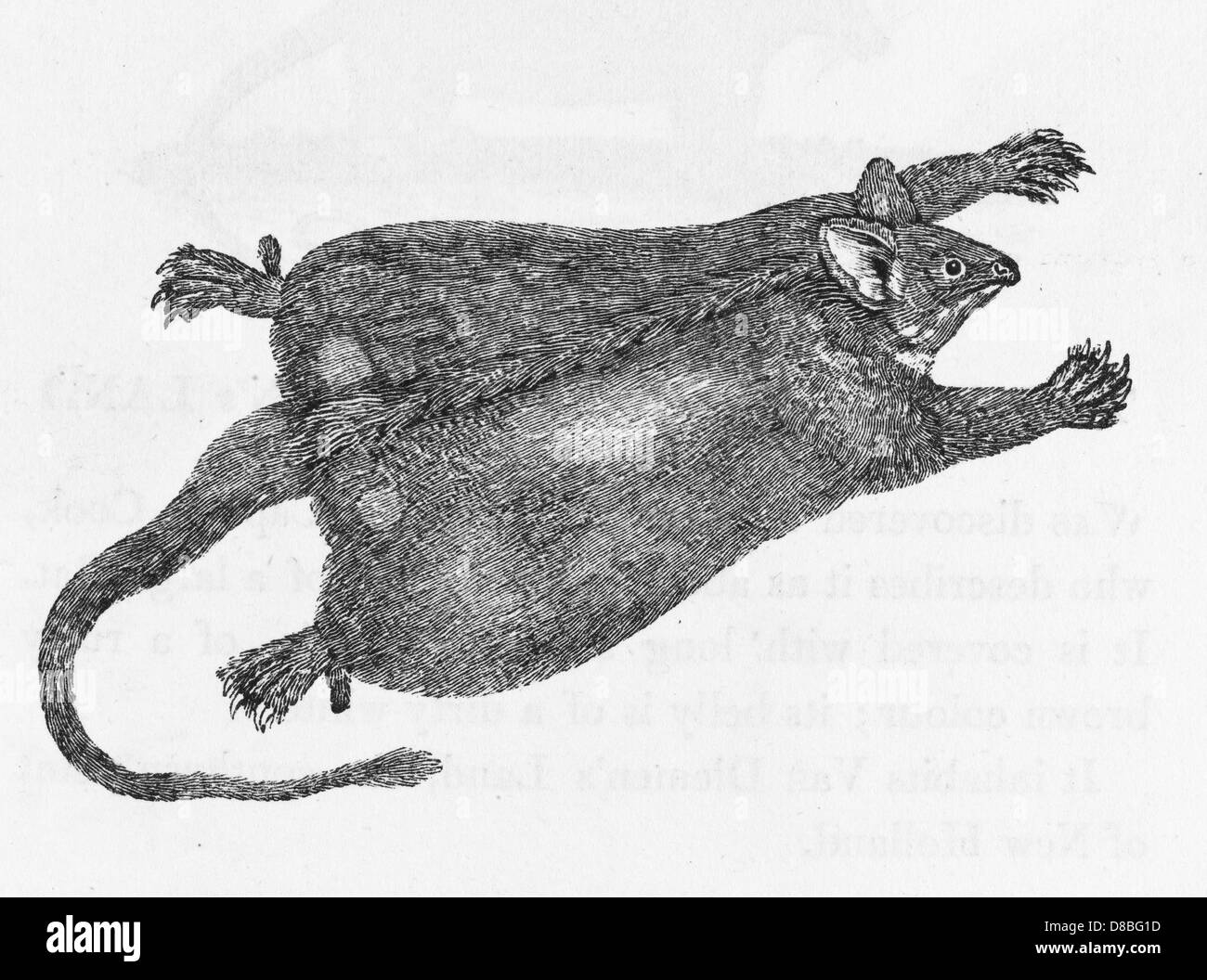 FLIEGENDES OPOSSUM (BEWICK) Stockfoto