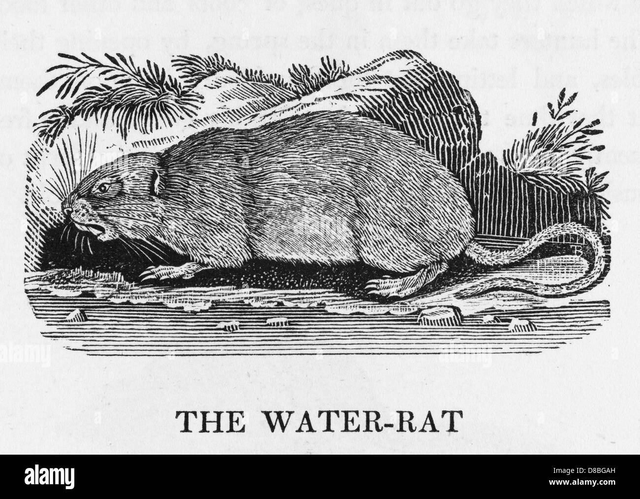 BEWICK/WASSERRATTE Stockfoto