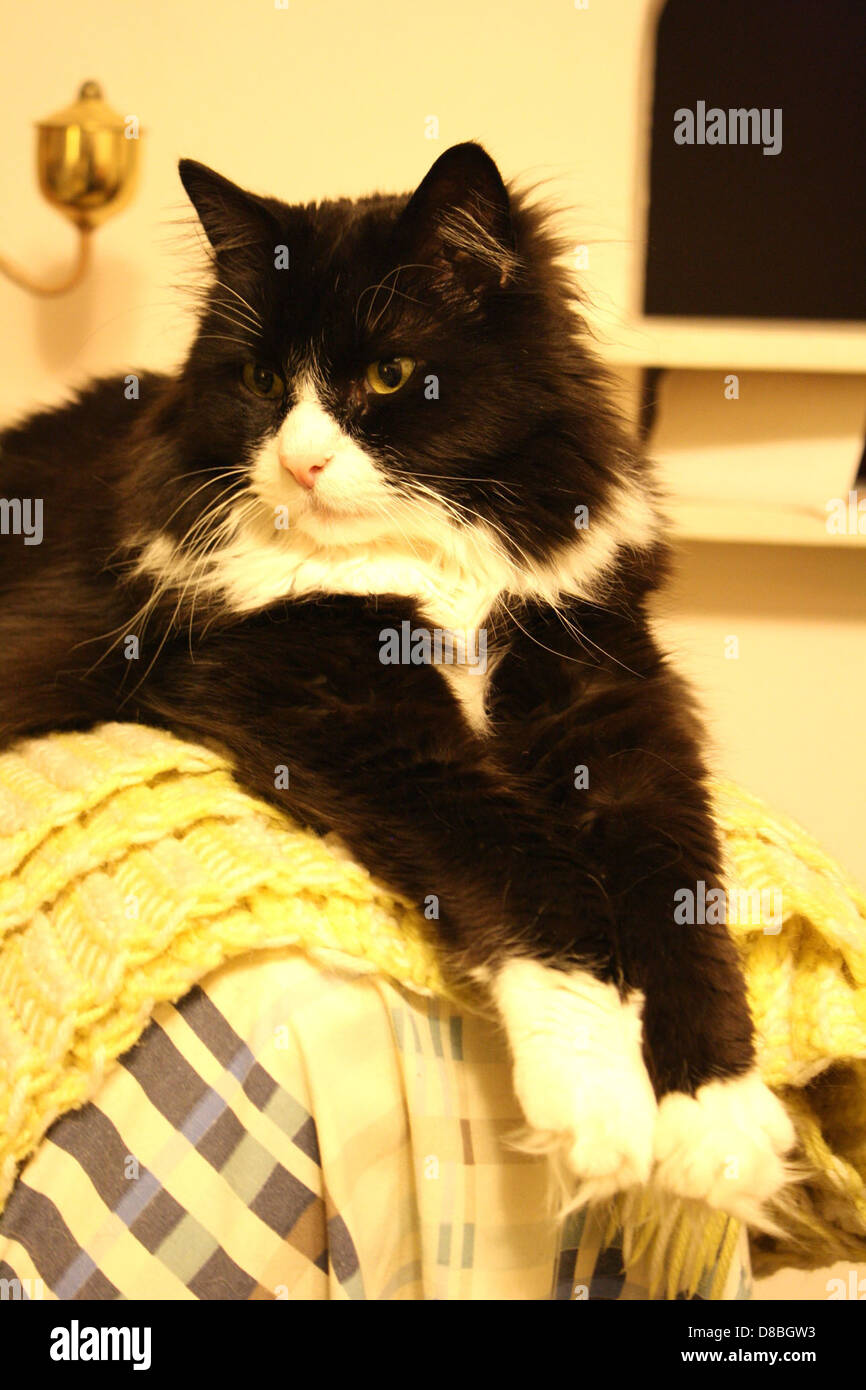 Zwei langhaarige schwarz-weiße Katzen sitzen bequem zusammen, ihr Fell ...