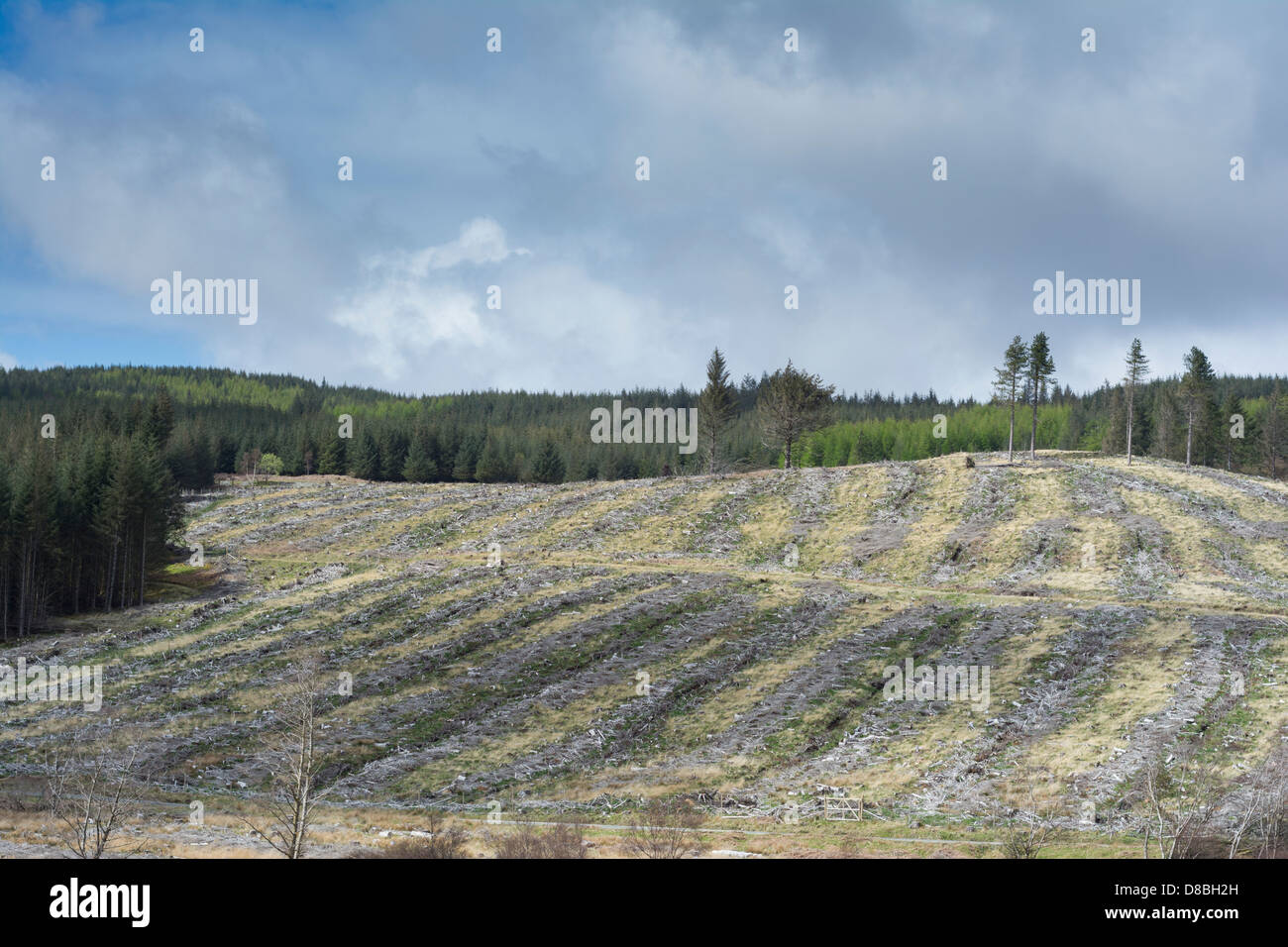Nadelwald Forstwirtschaft, Isle of Mull, Schottland Stockfoto