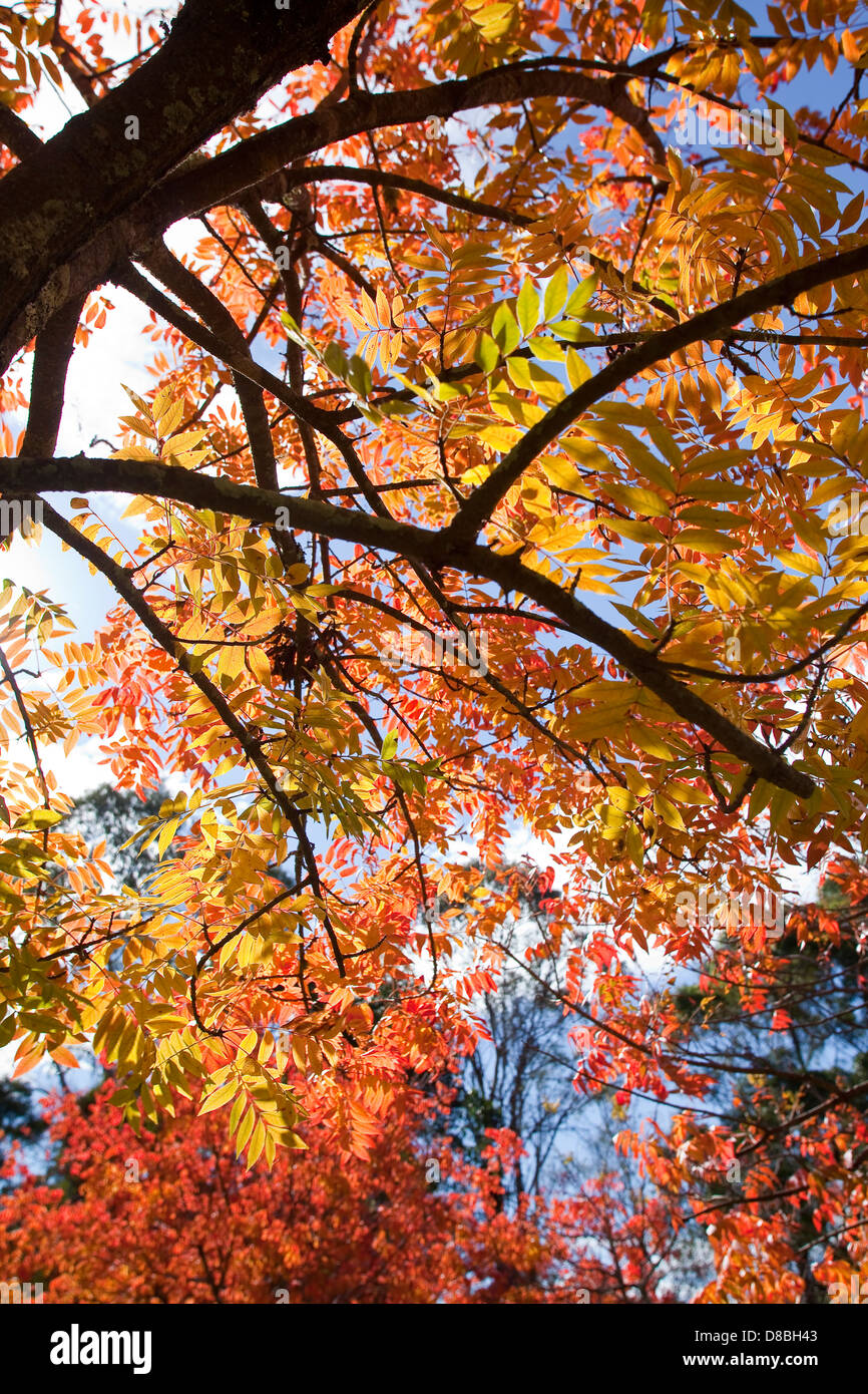 Bunten Blätter im Herbst vor einem blauen Himmel. Stockfoto
