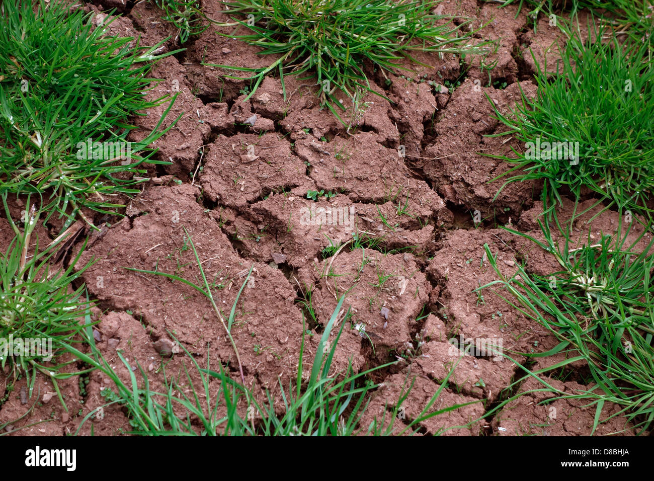 Boden im Frühjahr zeigen Mangel an Regen für Frühjahr ernten - Devon UK geknackt Stockfoto