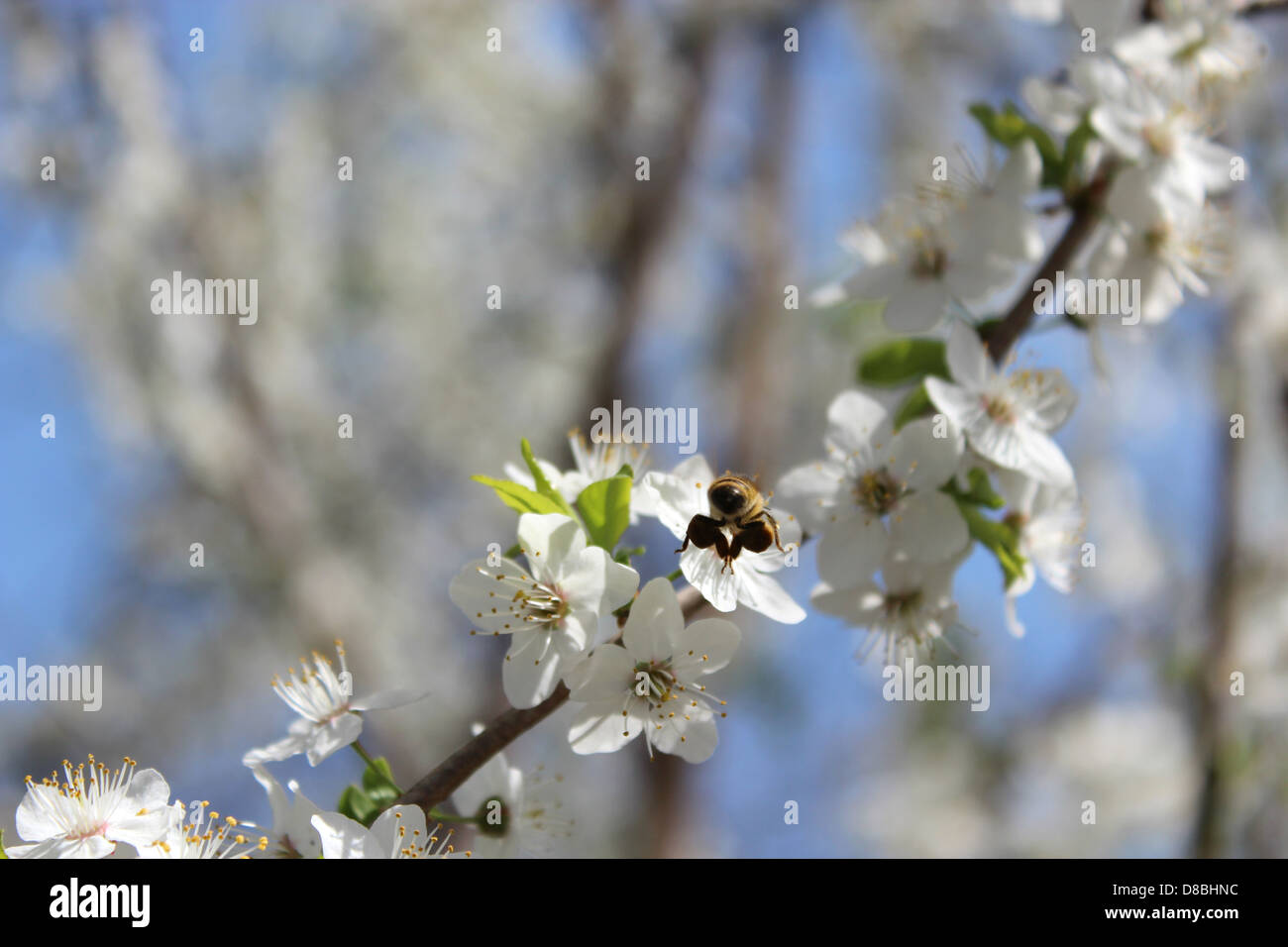 Bild der Biene fliegen über die Blume Pflaume Stockfoto
