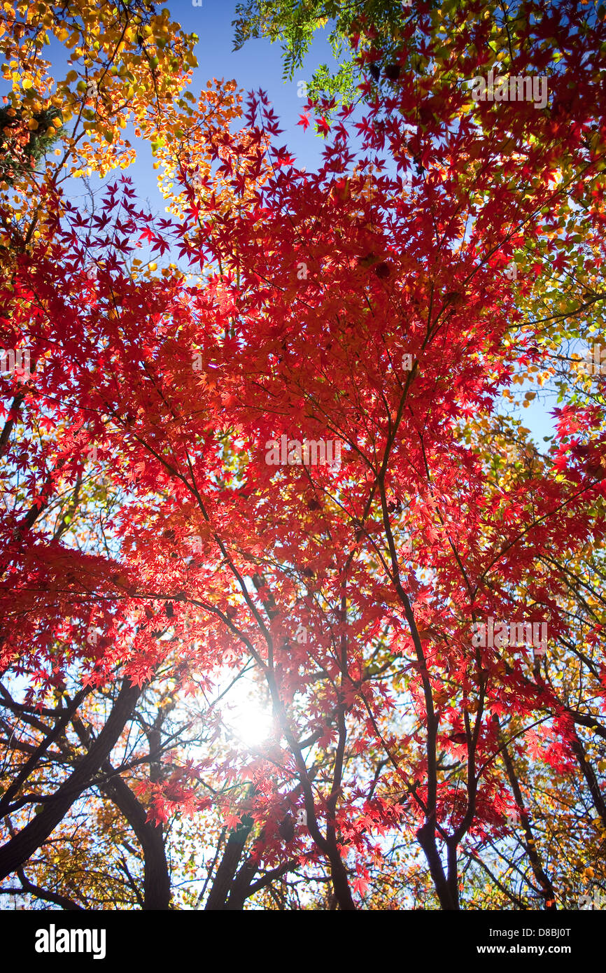 Bunten Blätter im Herbst vor einem blauen Himmel. Stockfoto
