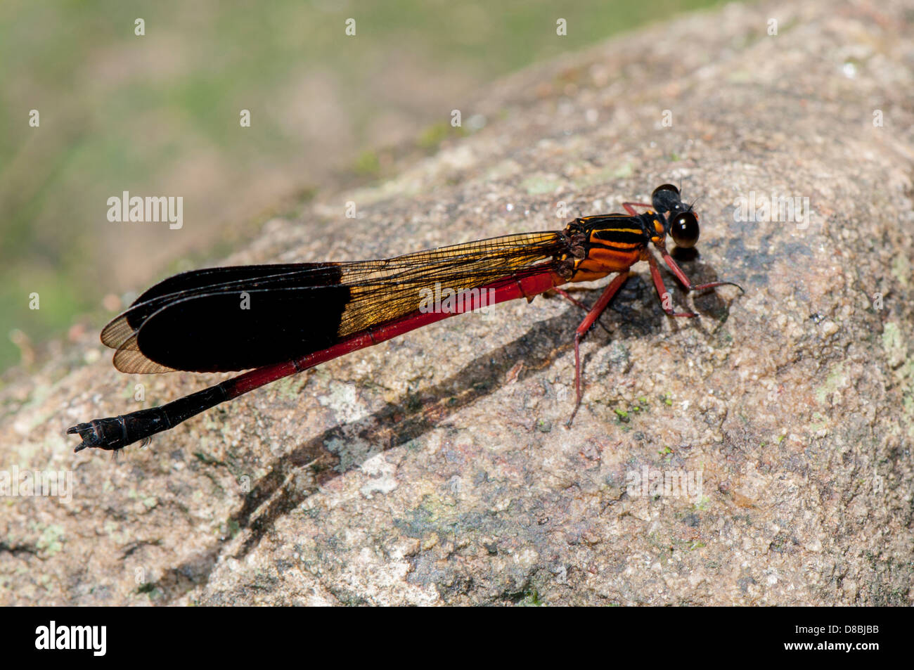 Große rote Damselfly Erwachsene, Seitenansicht Stockfoto