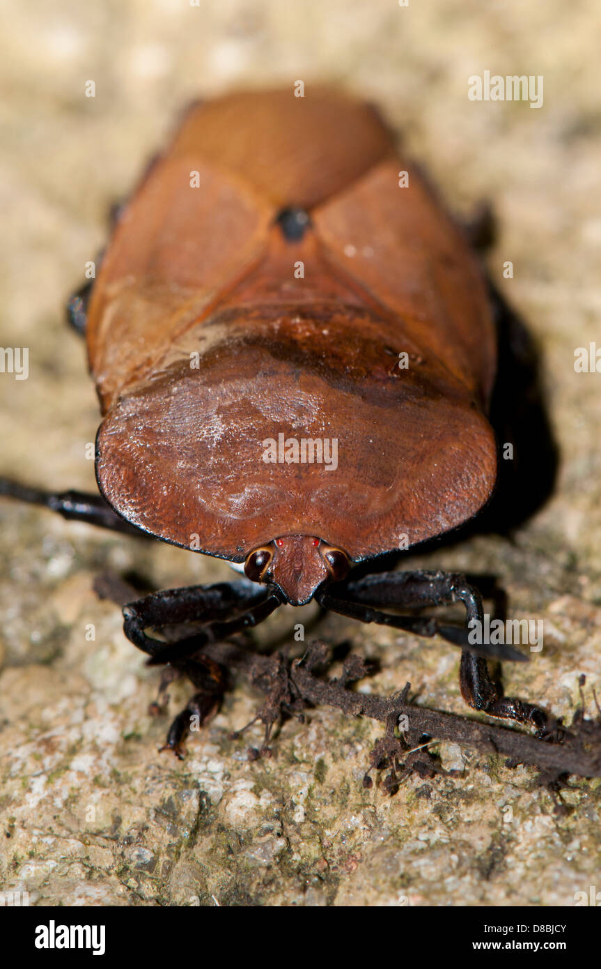 Lethocerus Americanus, riesige Wasser-bug Stockfoto