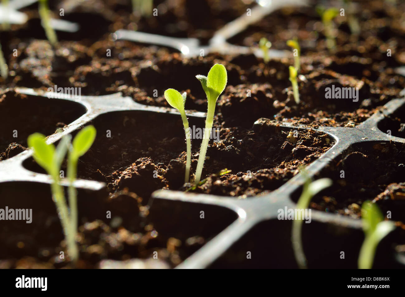 Gartenarbeit. Junge Sprossen wachsen in Verbreiter. Kleiner Salat. Stockfoto