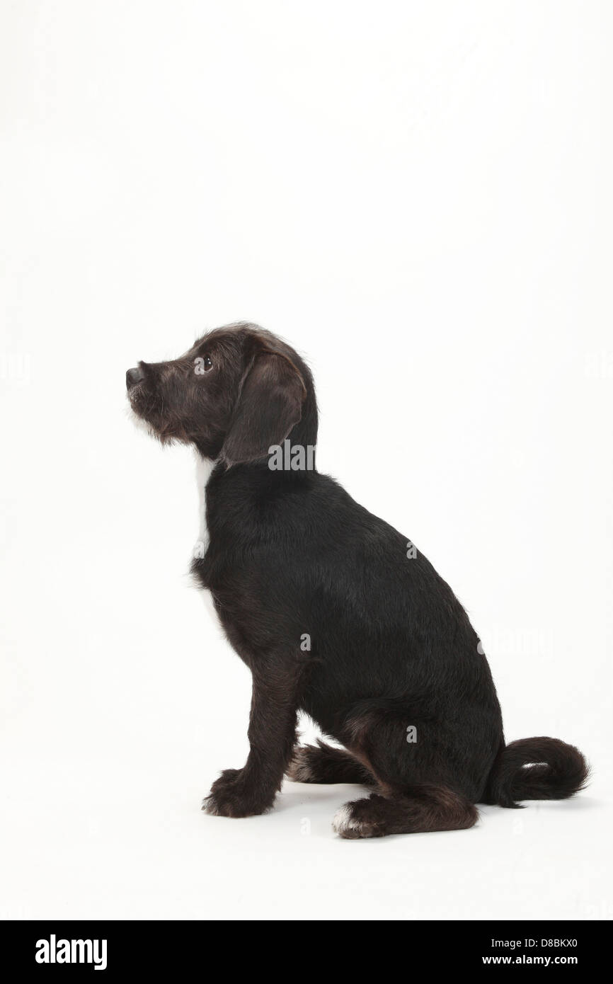 Gemischte Rasse Hund, Welpe, 14 Wochen, signalisieren Sit | Mischlingshund, Welpe, 14 Wochen Sitzt Fuer Signal Sitz Stockfoto