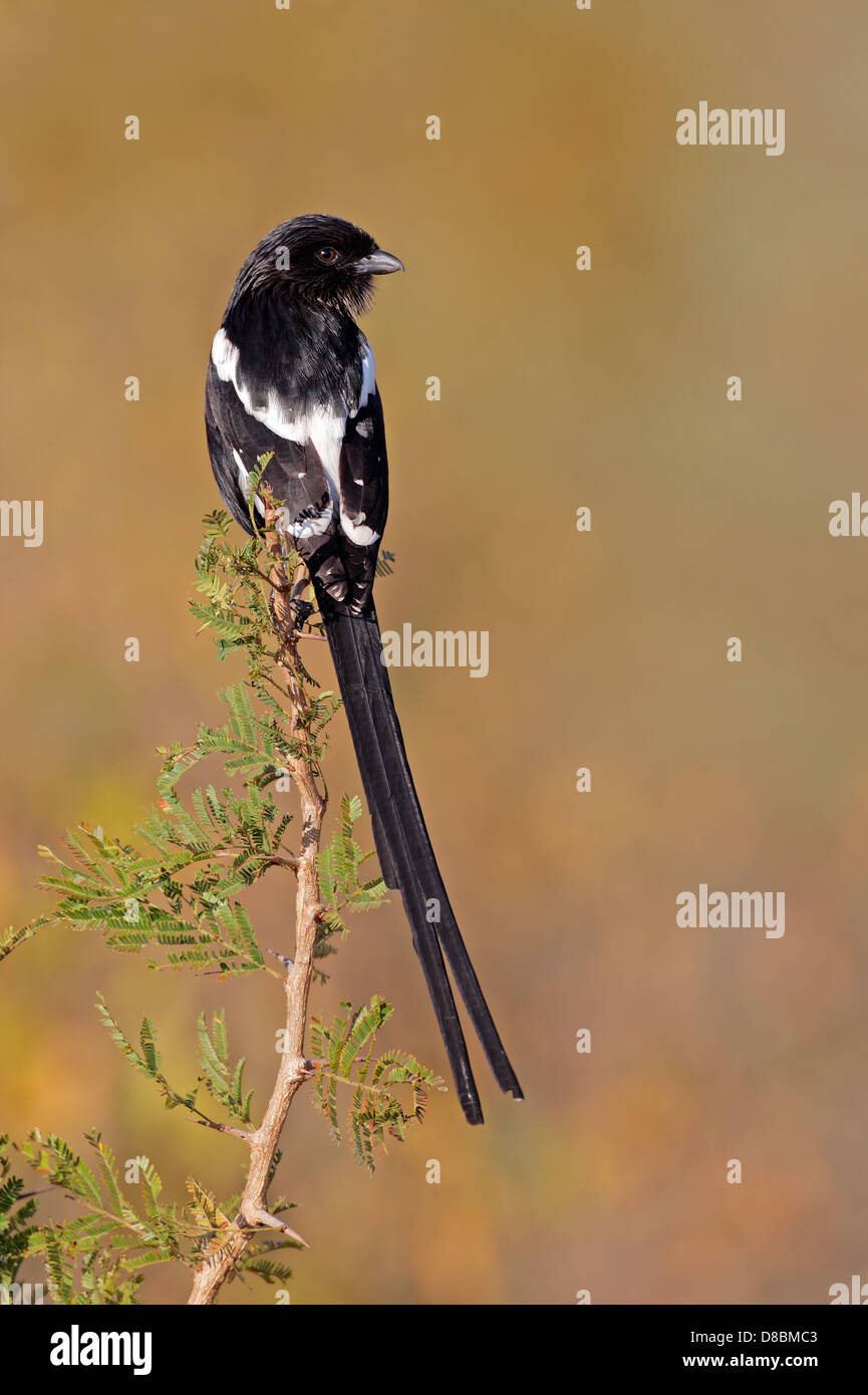 Eine Elster Würger (Urolestes Melanoleucus) thront auf einem Ast, Südafrika Stockfoto