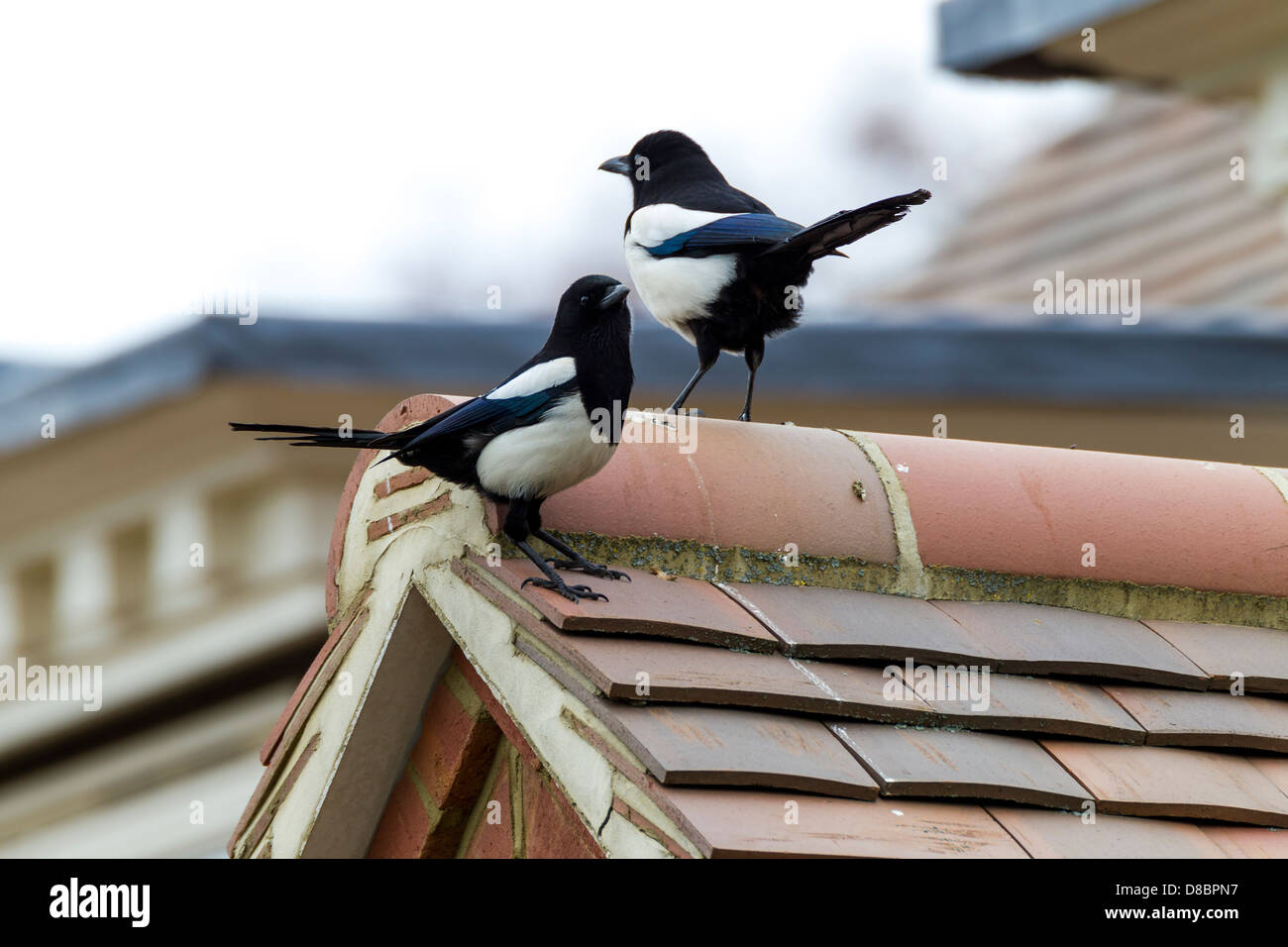 Elster. Pica Pica (Corvidae) paar auf Dächern Stockfoto