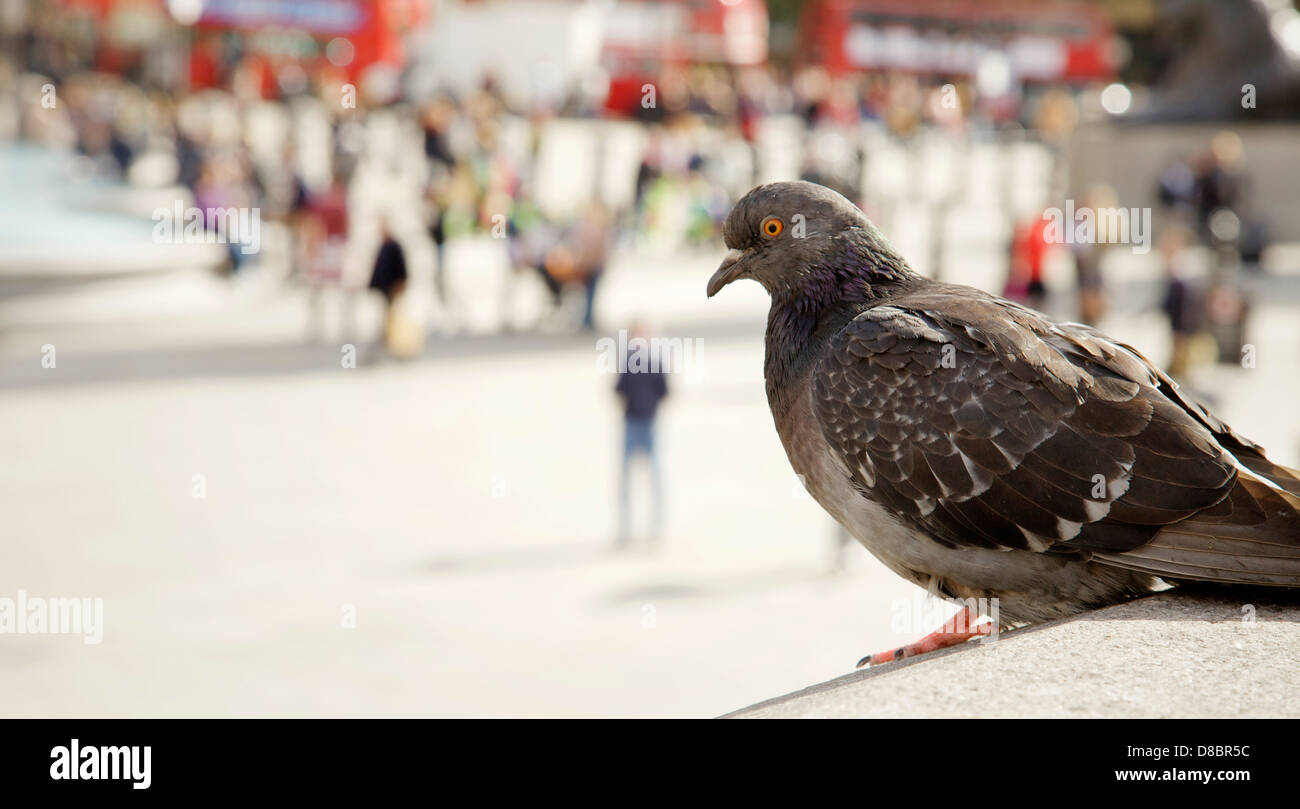 Eine Nahaufnahme von einer Taube am Trafalgar Square beobachten die Massen, London, UK. Stockfoto