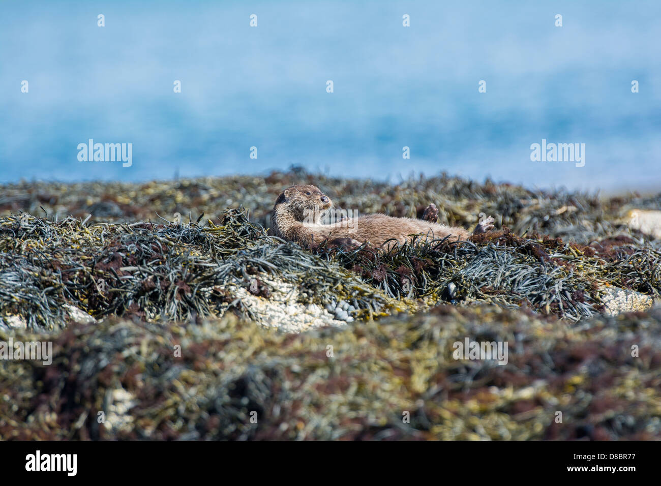 Fischotter Lutra Lutra, Erwachsenen Aalen auf Wrack bedeckt Felsen, Isle of Mull, Inneren Hebriden, Stockfoto