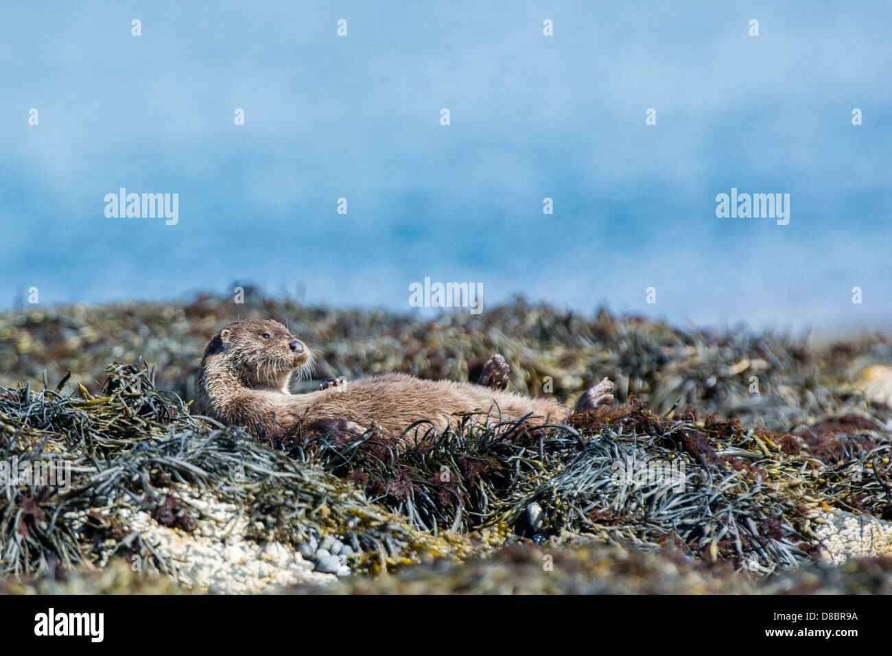 Fischotter Lutra Lutra, Erwachsenen Aalen auf Wrack bedeckt Felsen, Isle of Mull, Inneren Hebriden, Stockfoto