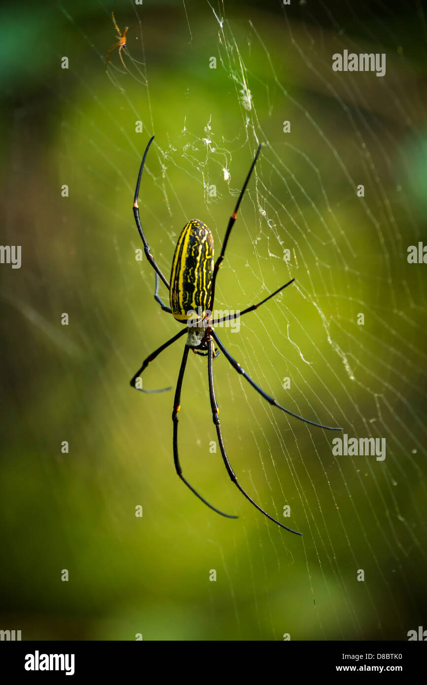 Wasp Spider (Argiope Bruennichi) im Netz über grüne Hintergrund unscharf Stockfoto