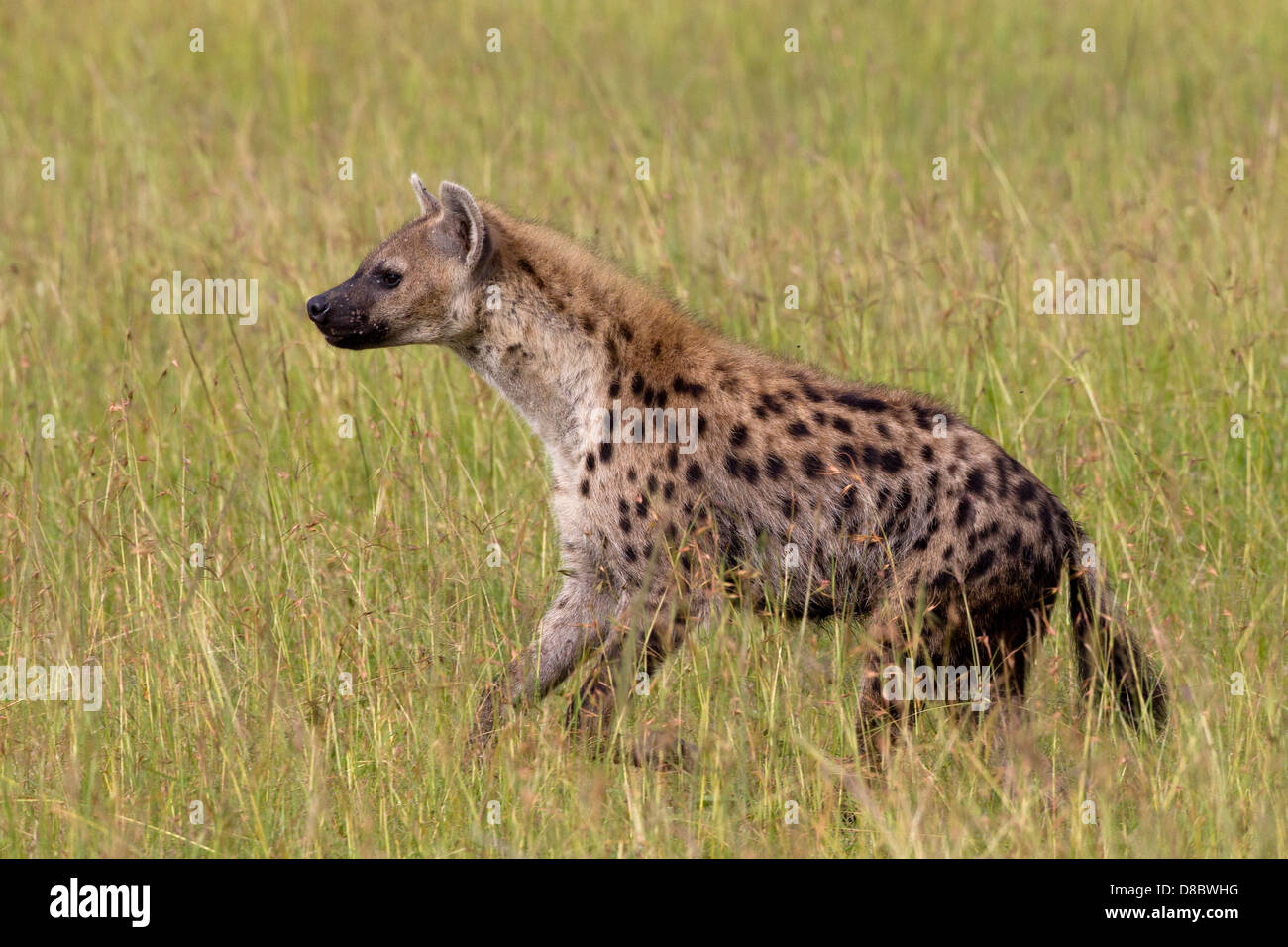 Spotted Hyäne unterwegs in der Masai Mara in Kenia. Stockfoto