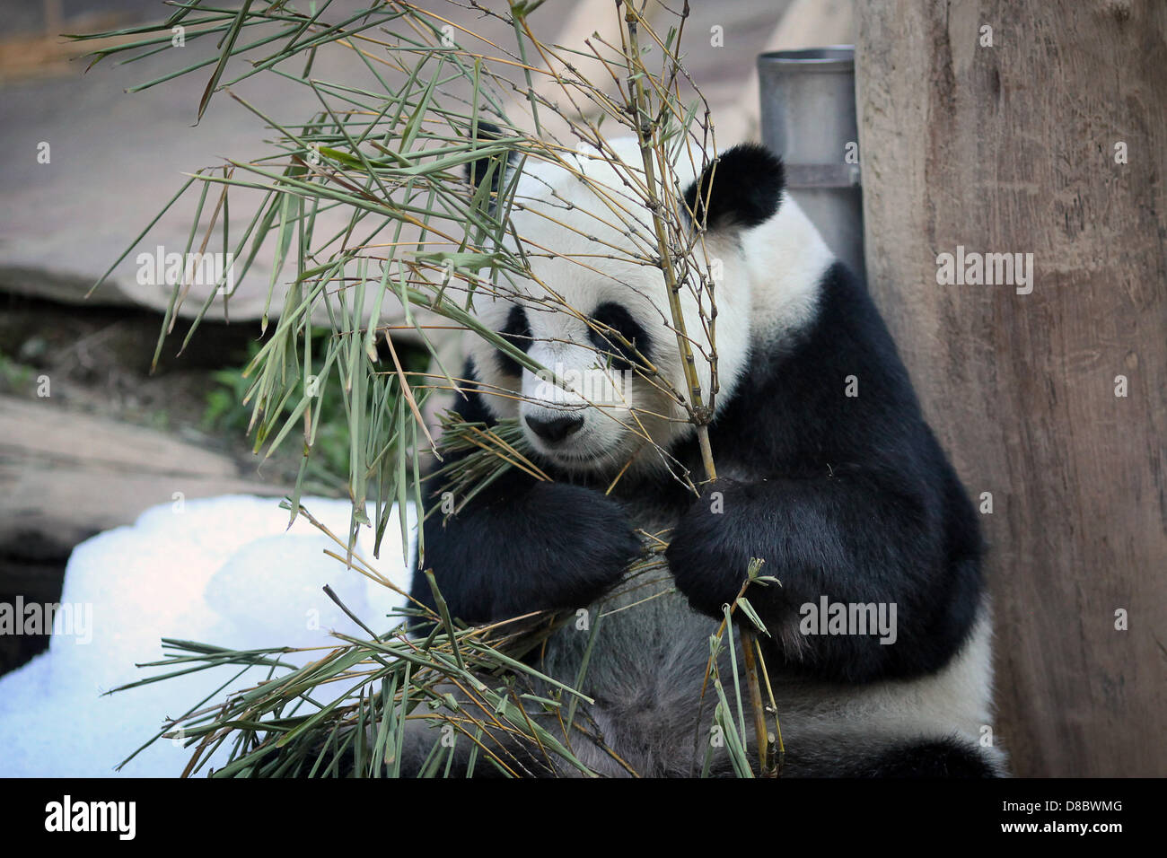 Ein großer Panda, abgebildet im Zoo von Chiang Mai, Thailand. Foto: Fredrik von Erichsen Stockfoto