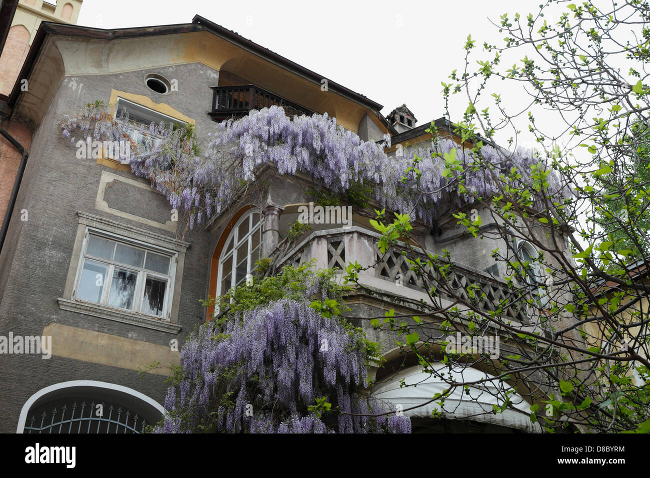 Haus mit Glyzinien blühen, Meran, Südtirol, Italien Stockfoto