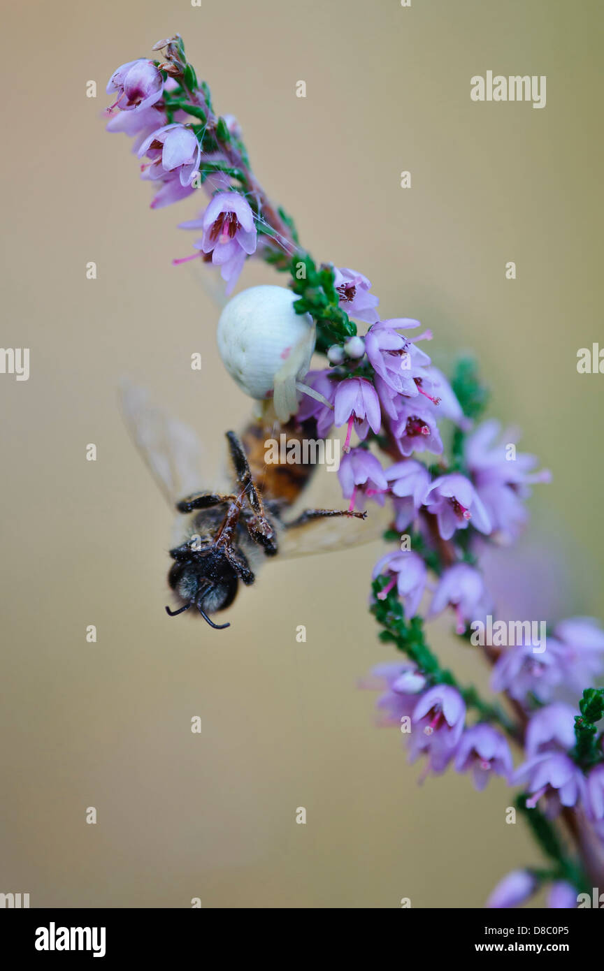 Krabbenspinne (Thomisidae) mit Biene als Beute auf gemeinsame Heidekraut (Calluna Vulgaris), Pestruper Graeberfeld, Wildeshausen, Stockfoto