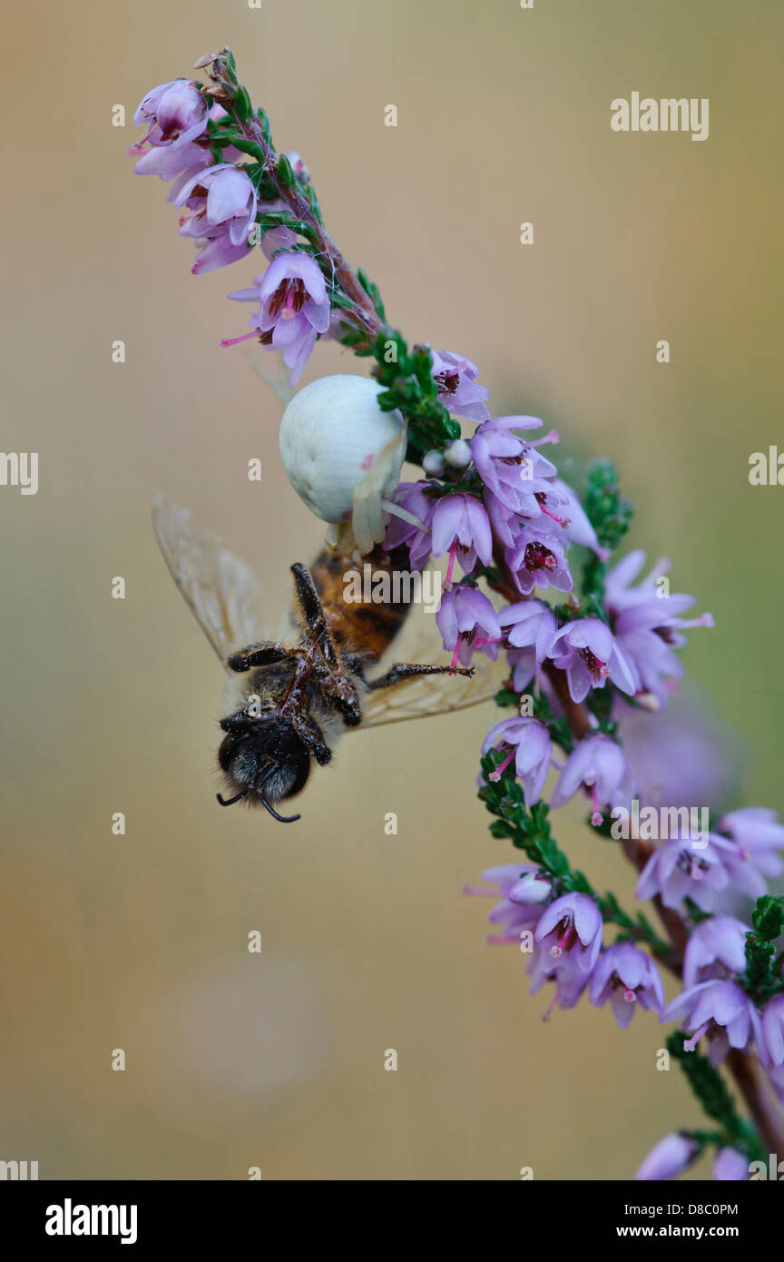 Krabbenspinne (Thomisidae) mit Biene als Beute auf gemeinsame Heidekraut (Calluna Vulgaris), Pestruper Graeberfeld, Wildeshausen Stockfoto